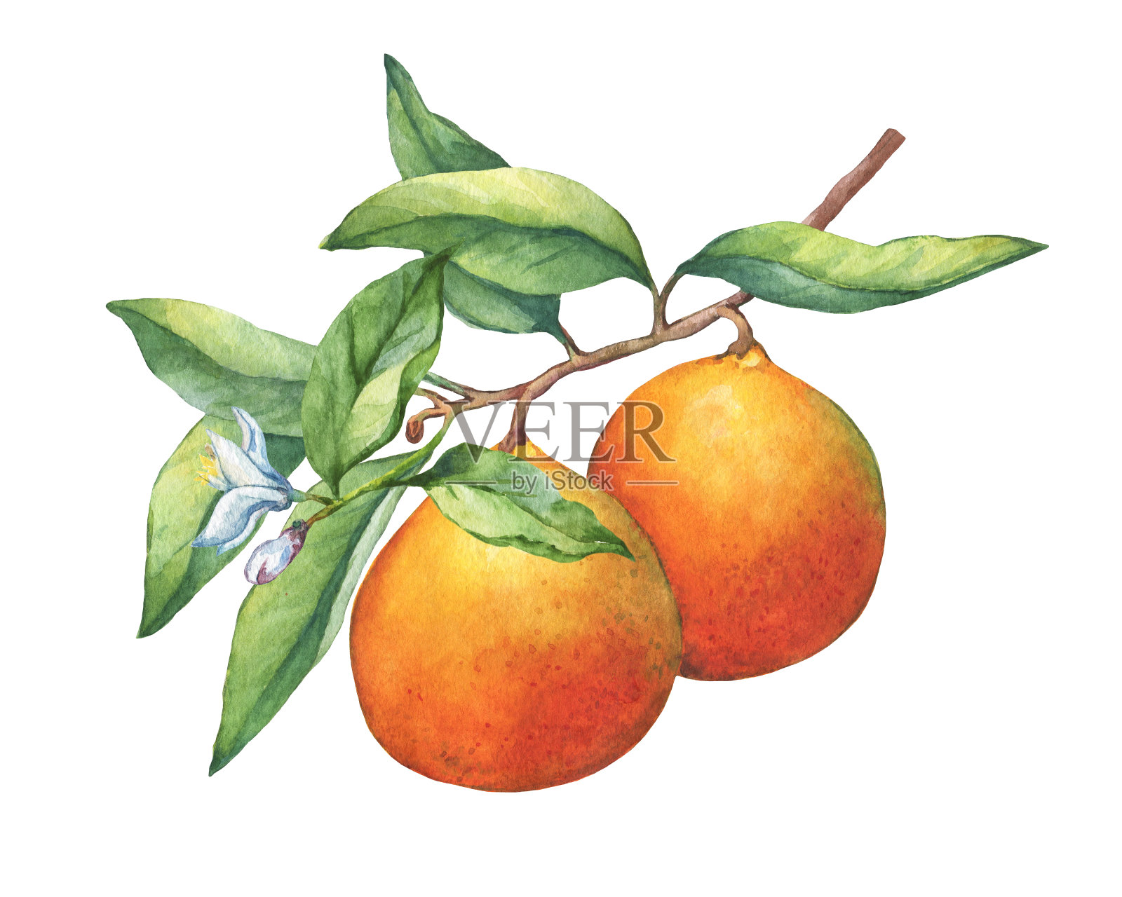 新鲜的柑橘类水果橙子在树枝上的水果，绿色的叶子，芽和花。手绘水彩画在白色的背景。插画图片素材