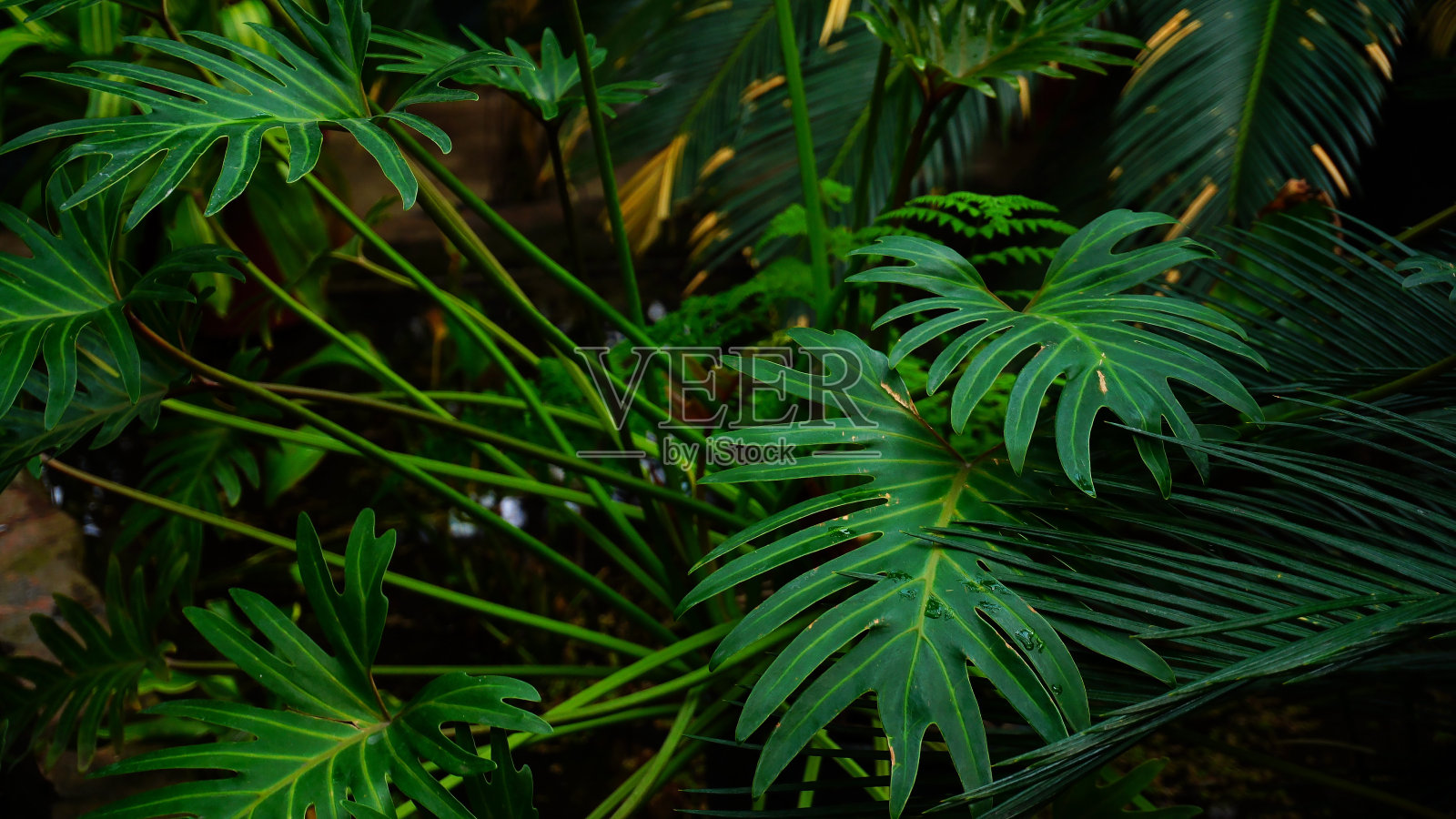 植物长绿色茎，特写摄影照片摄影图片