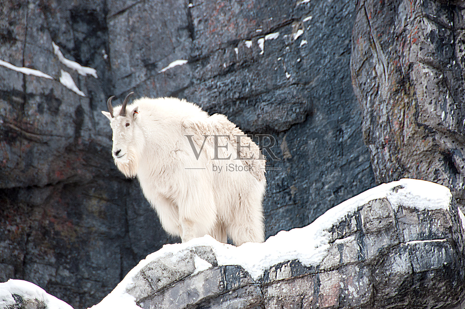 山羊在岩石岩12月-阿尔伯塔照片摄影图片