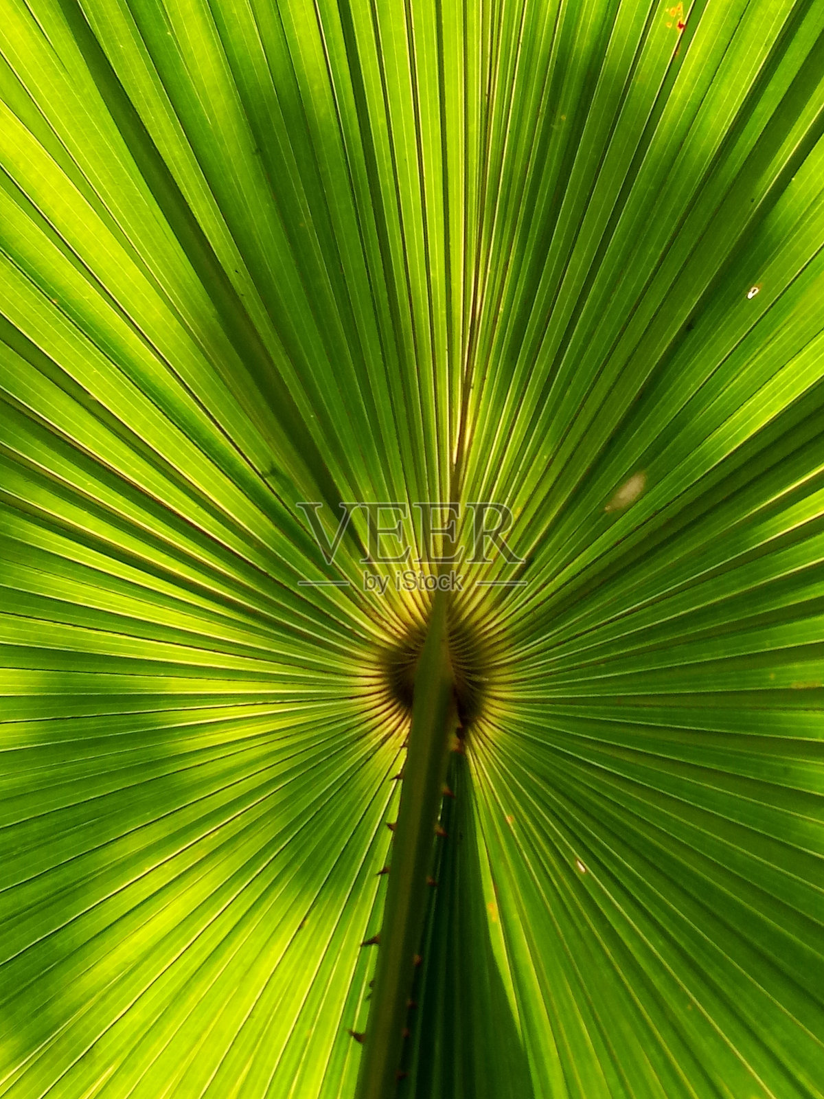 绿叶扇棕榈纹理背景照片摄影图片