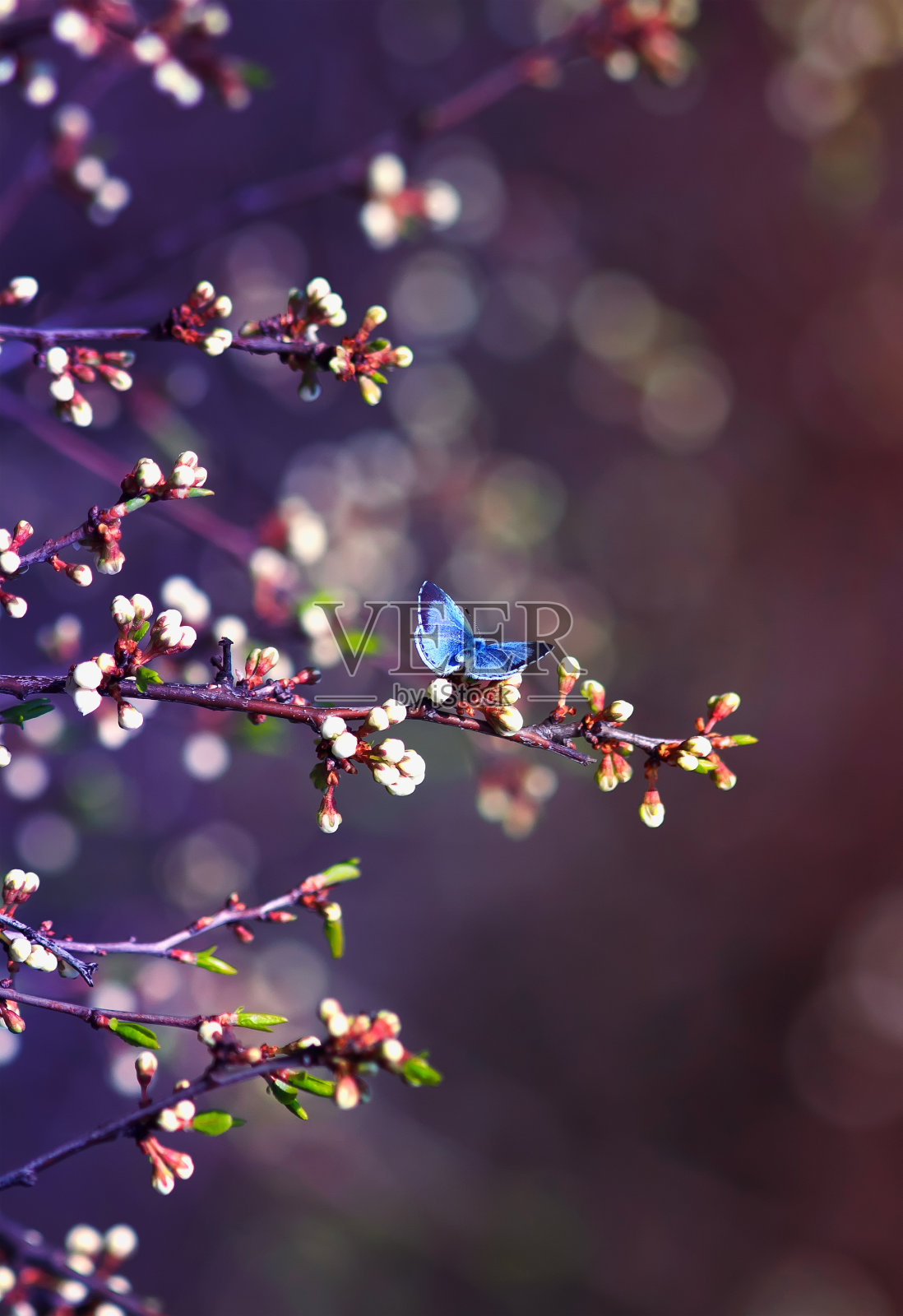 在一个阳光明媚的春天里，伊卡洛斯坐在一个美丽的樱花枝头上照片摄影图片
