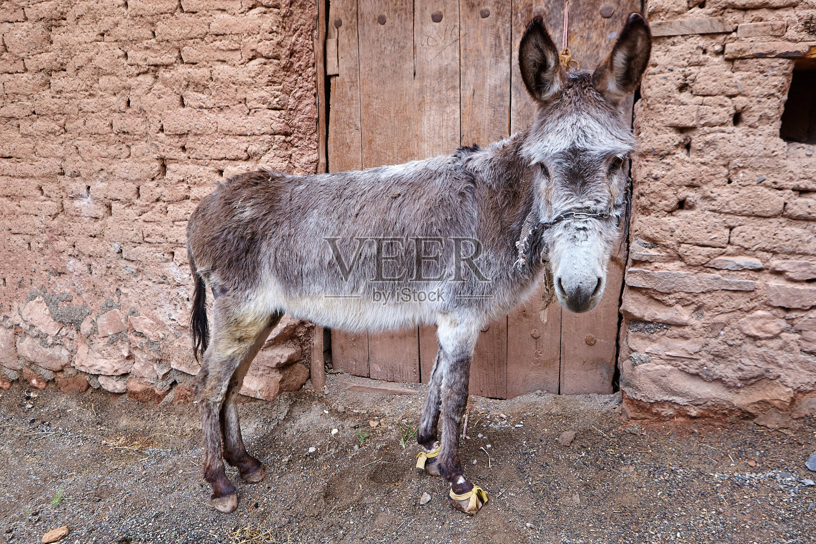 一头驴子站在一幢粘土建筑的门口。照片摄影图片