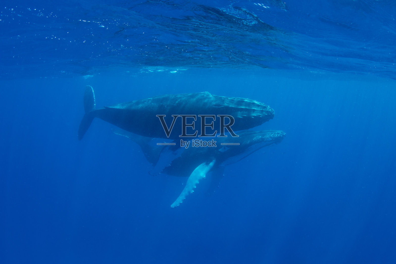 蓝水中的座头鲸照片摄影图片