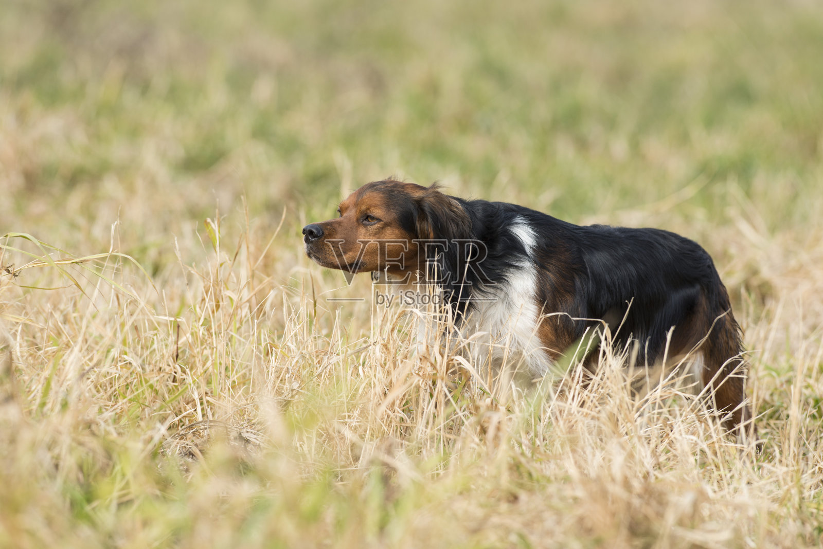 法国布列塔尼猎狗照片摄影图片