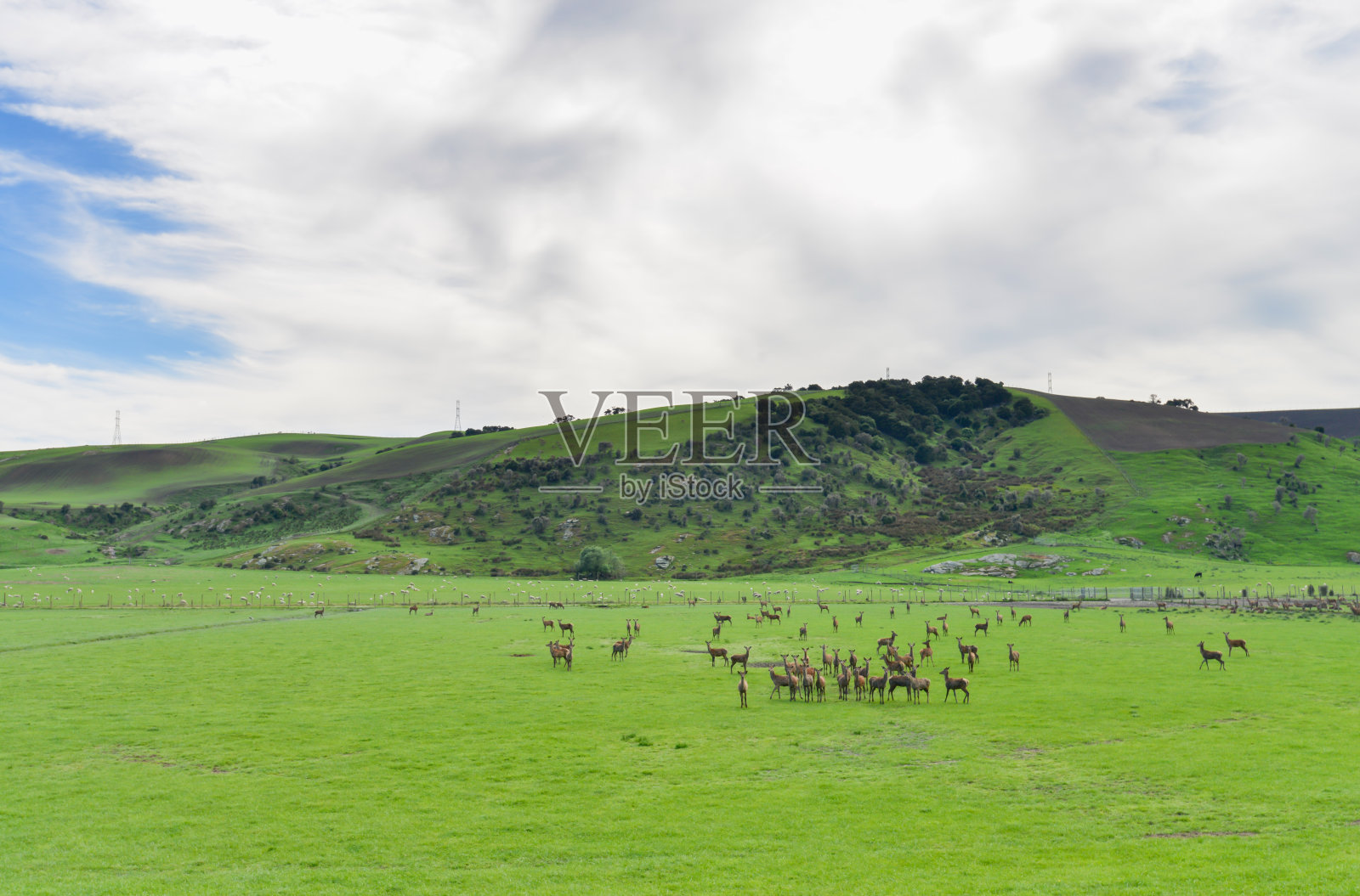 新西兰的鹿照片摄影图片