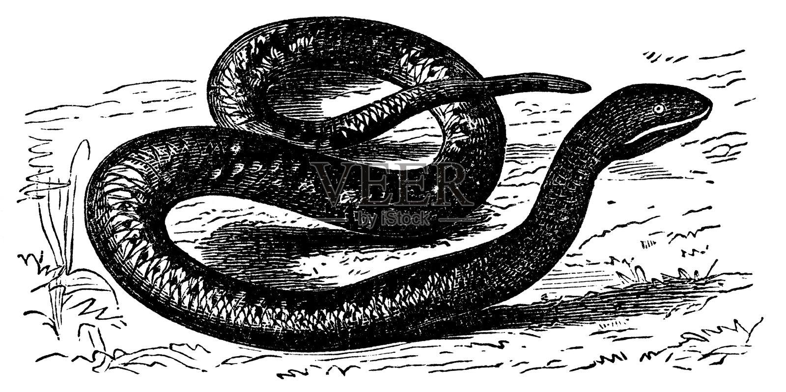 维多利亚时代的毒蛇雕刻设计元素图片