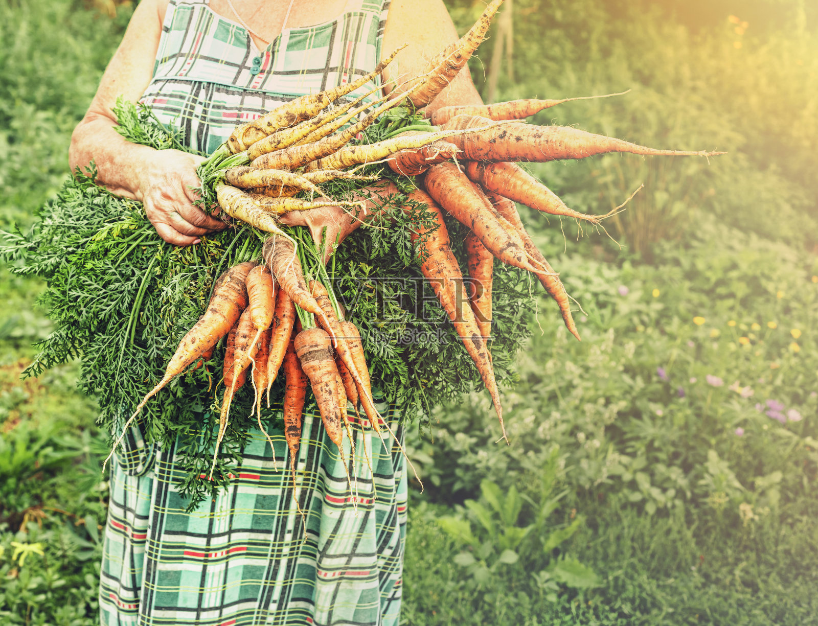 胡萝卜，农业，排毒，收获，天然食品，工艺食品照片摄影图片