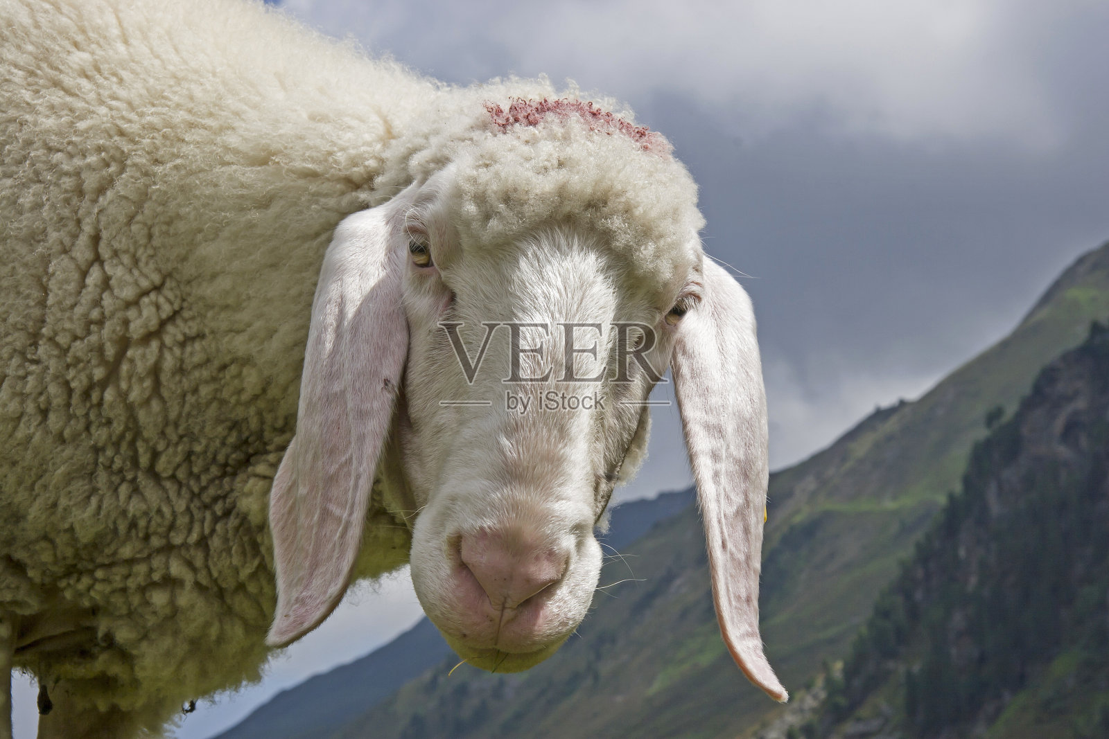 羊的肖像照片摄影图片