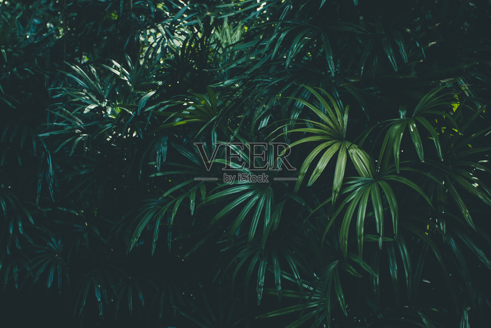 丛林叶子背景照片摄影图片