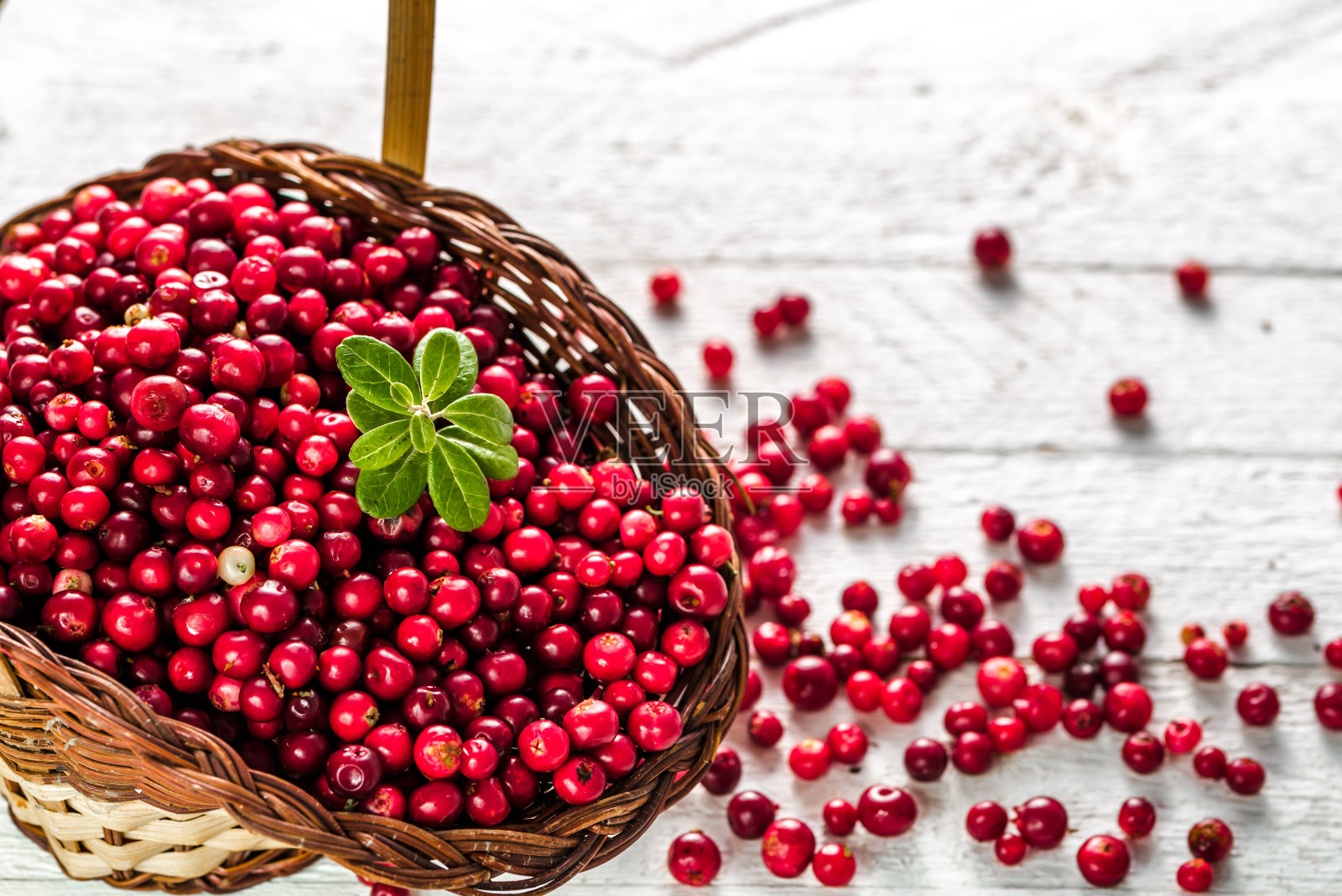 一篮新鲜的蔓越莓放在木桌上，红色的浆果也叫越橘或越橘放在白色的背景上照片摄影图片