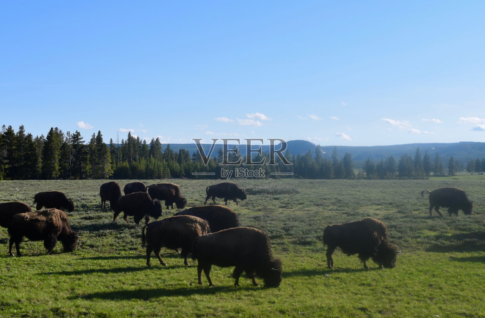 春天的野牛群照片摄影图片