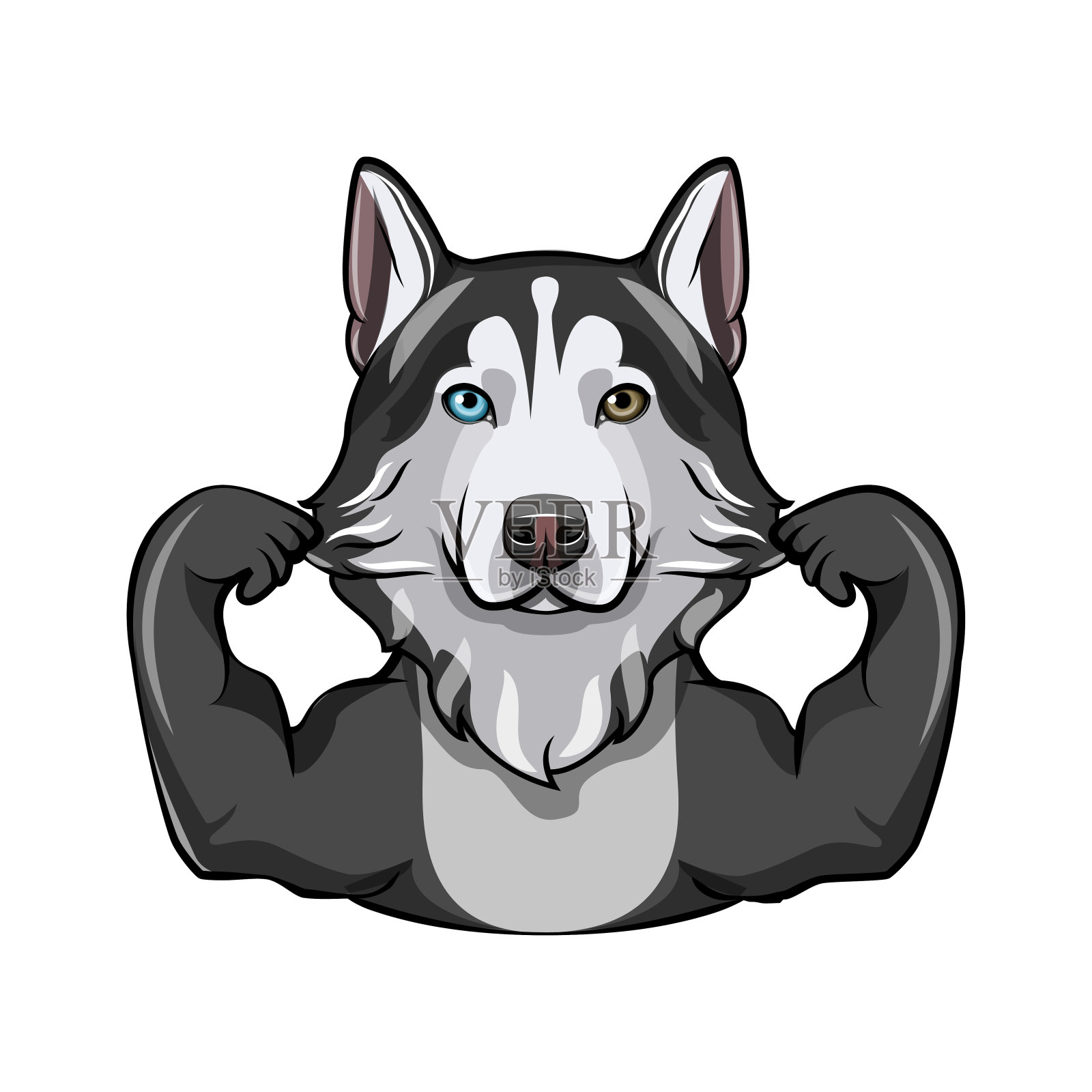 肌肉发达的西伯利亚哈士奇犬。狗狗品种。矢量插图。插画图片素材