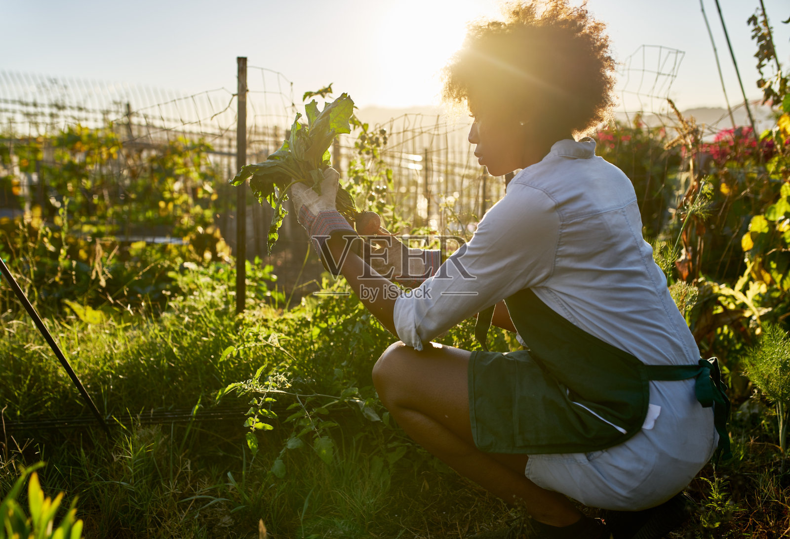 非洲裔美国妇女在社区花园收割庄稼照片摄影图片