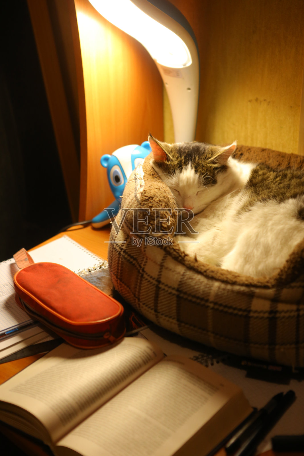 学校儿童书桌工作的地方与书，灯，猫睡觉在猫床照片摄影图片