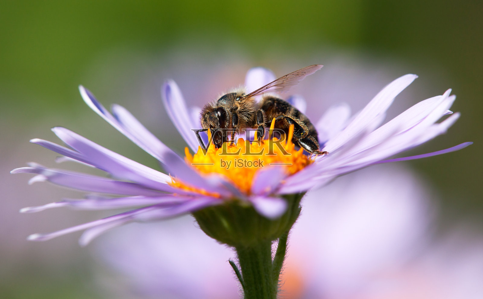 蜜蜂或拉丁语Apis Mellifera中的蜜蜂在花上照片摄影图片