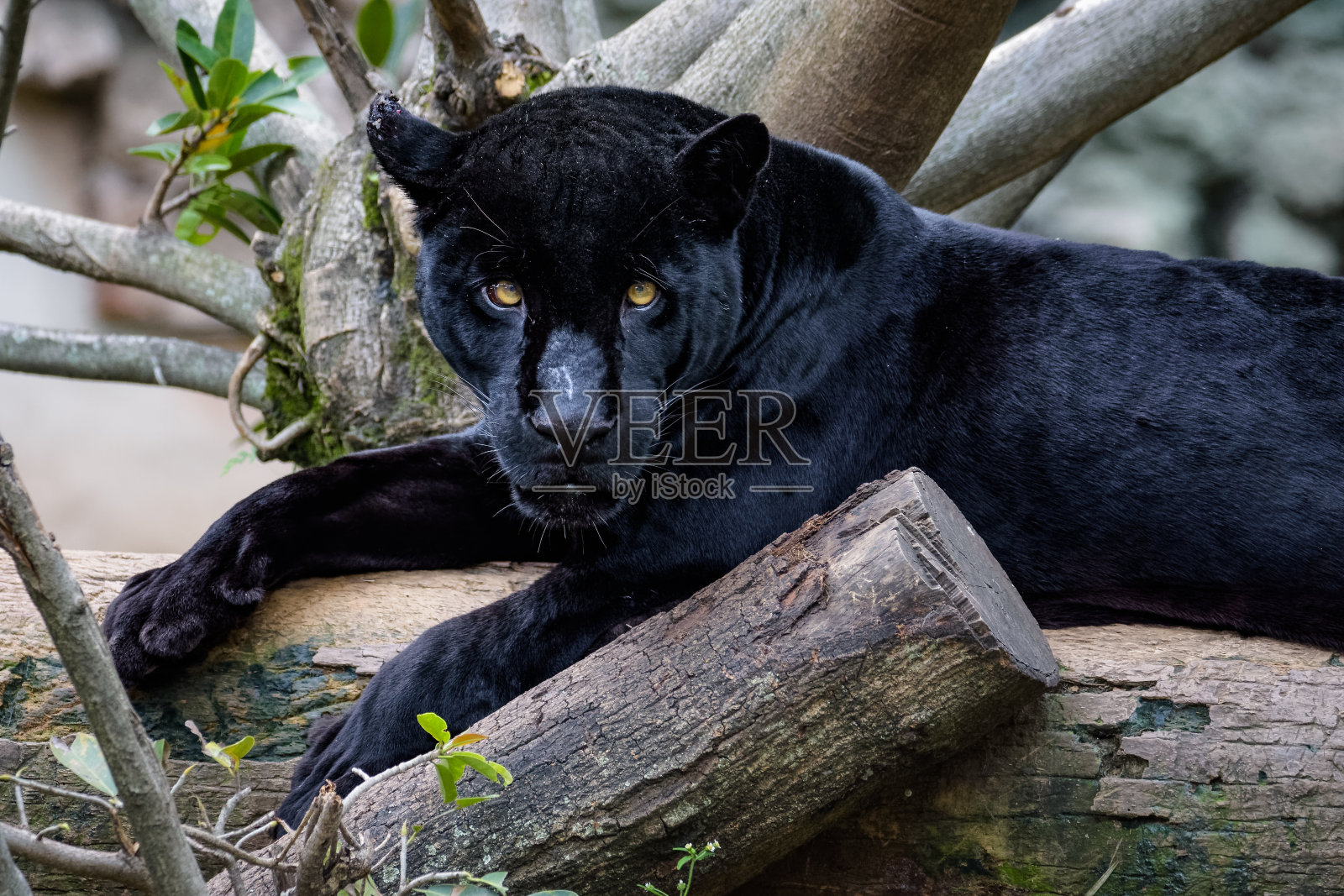 黑色美洲虎坐在一根原木上看着摄像机照片摄影图片