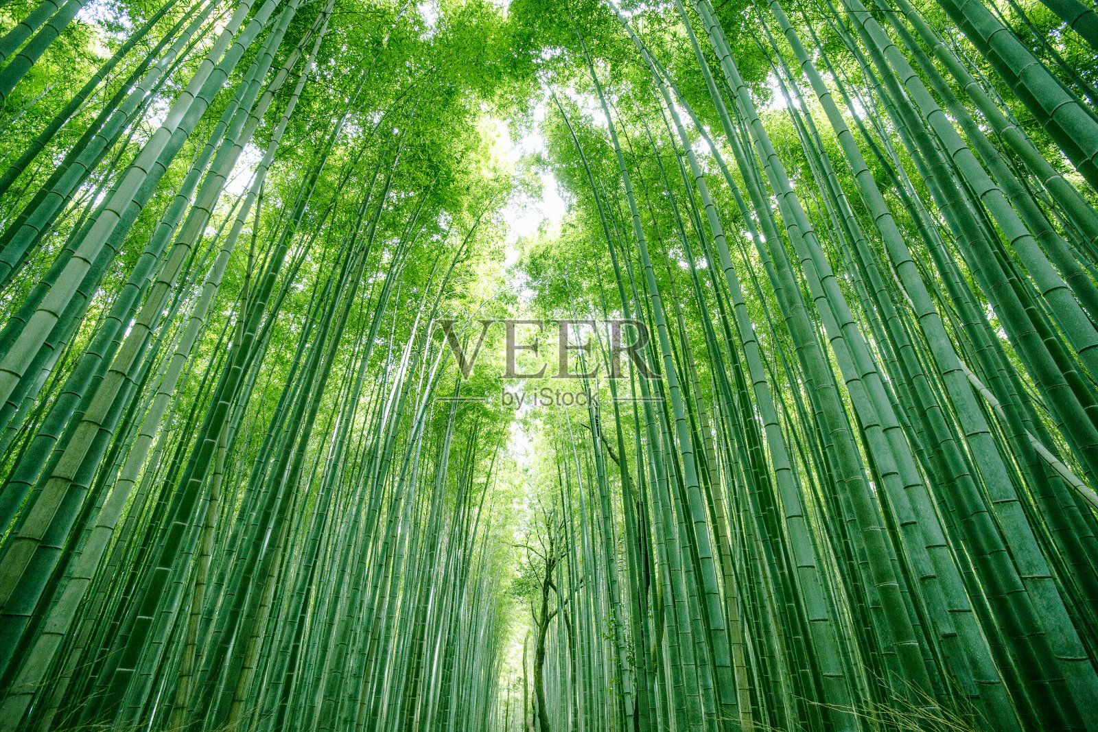 京都的日本竹林照片摄影图片