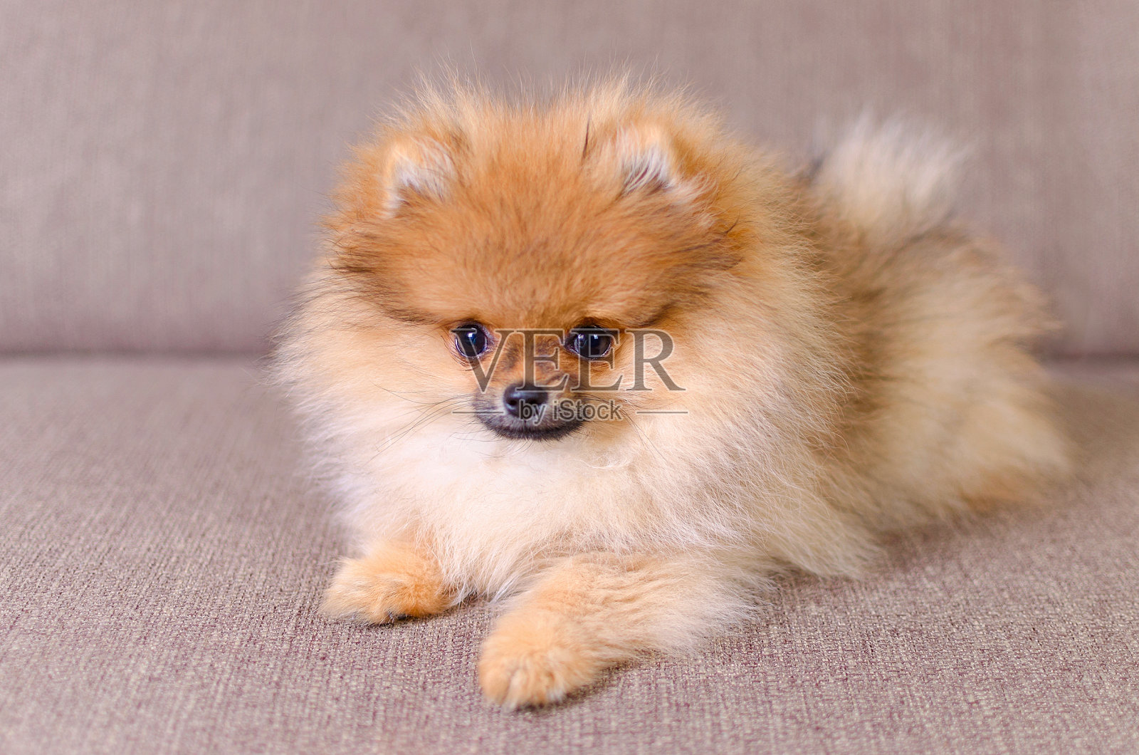 可爱的毛茸茸的博美犬躺在沙发上照片摄影图片