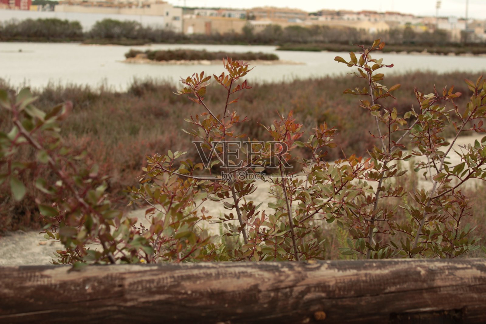 圣坡拉湿地照片摄影图片
