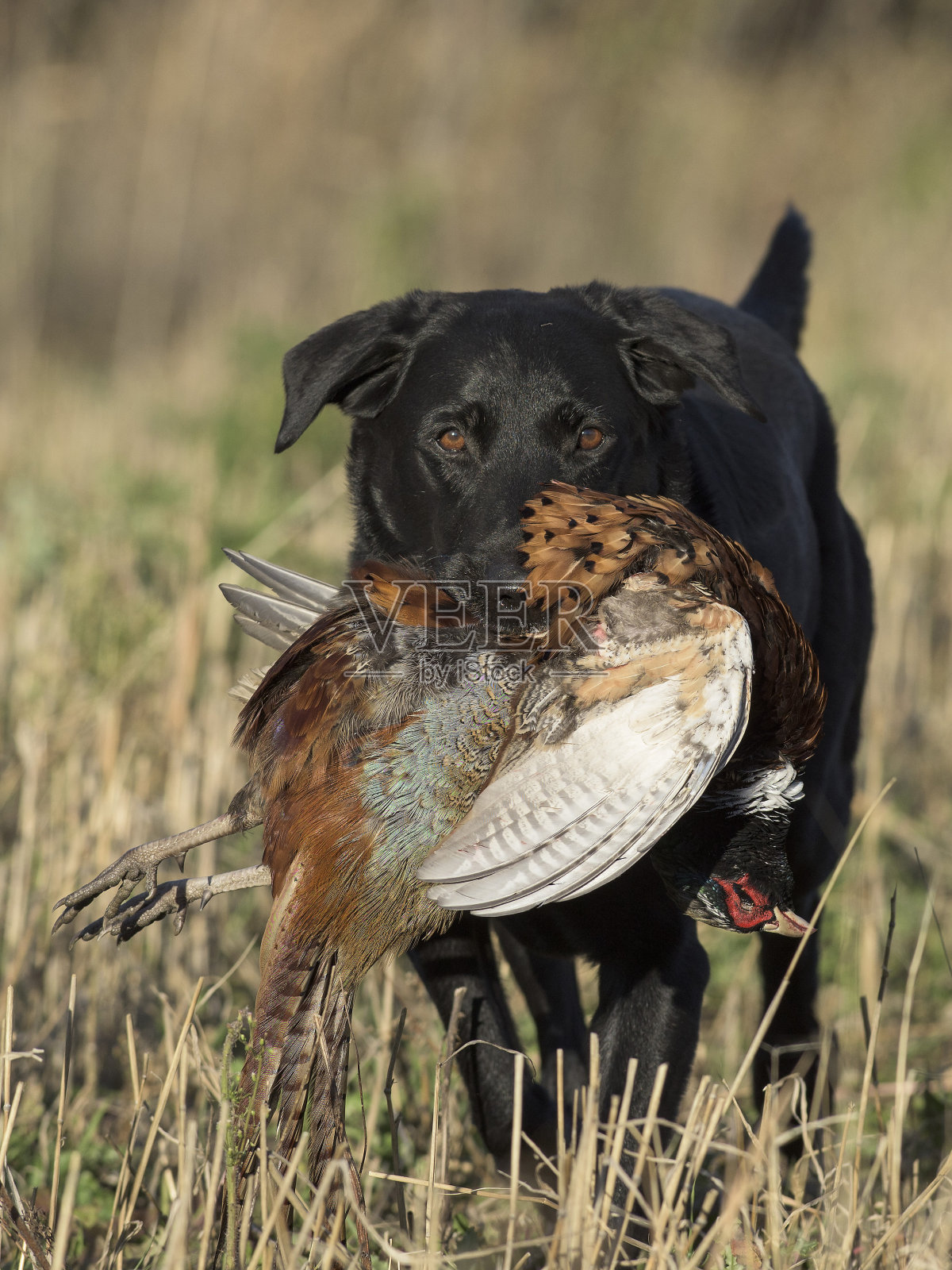 南达科他州的一只黑色拉布拉多寻回犬和一只公鸡雉照片摄影图片