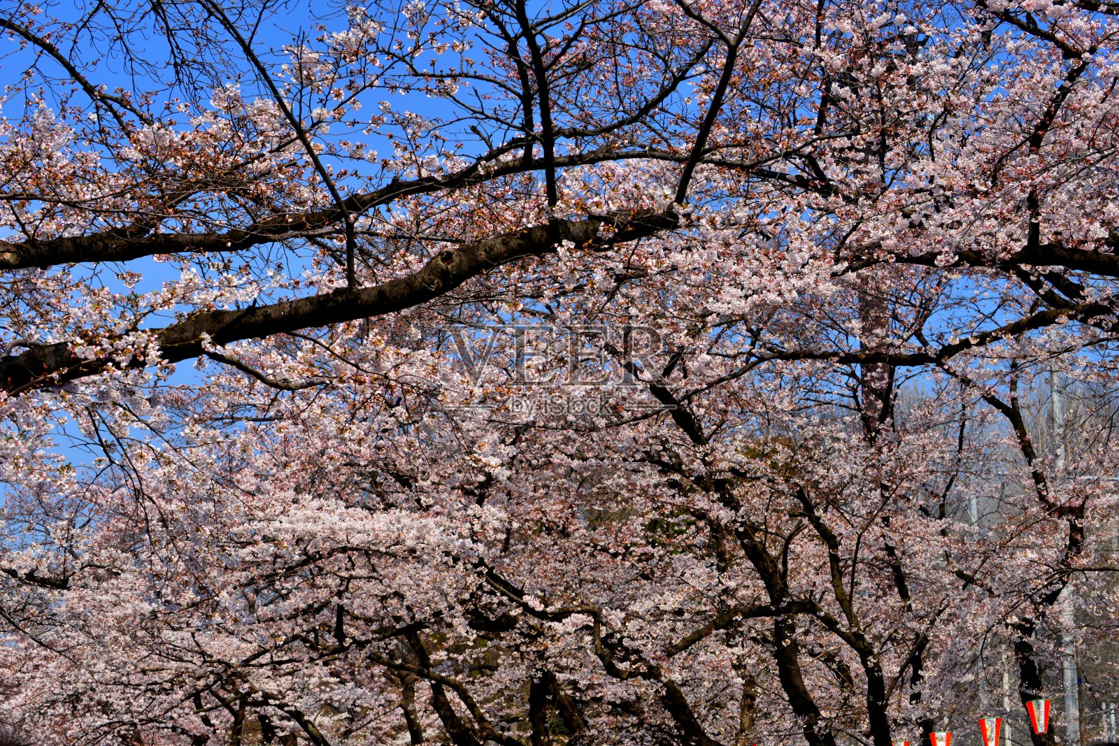 东京上野公园的樱花照片摄影图片