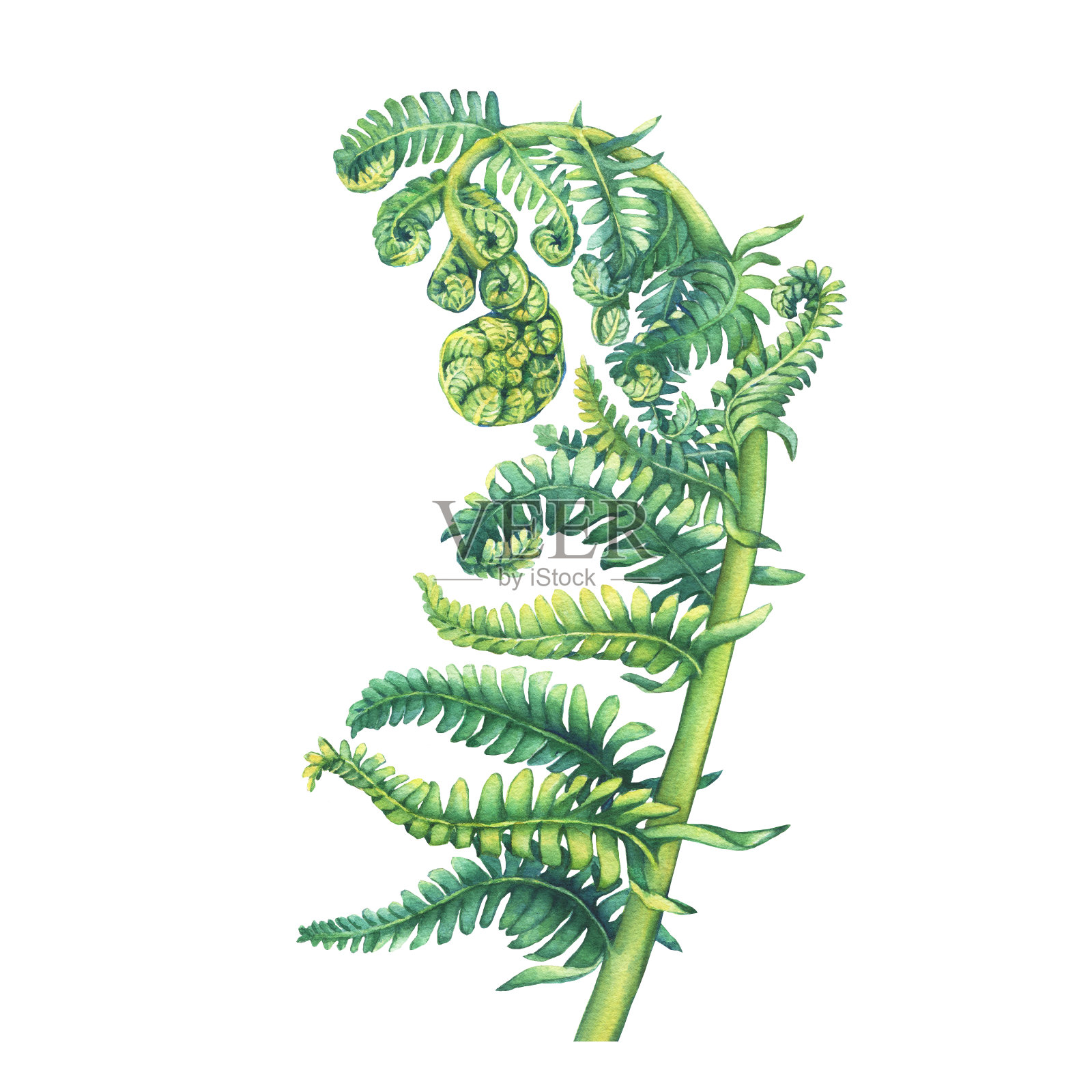 一种展开嫩叶的蕨类植物Polypodiopsida。手绘水彩画在白色的背景。插画图片素材