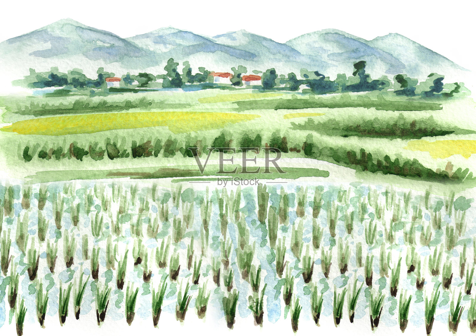 稻田背景。水彩手绘插图插画图片素材