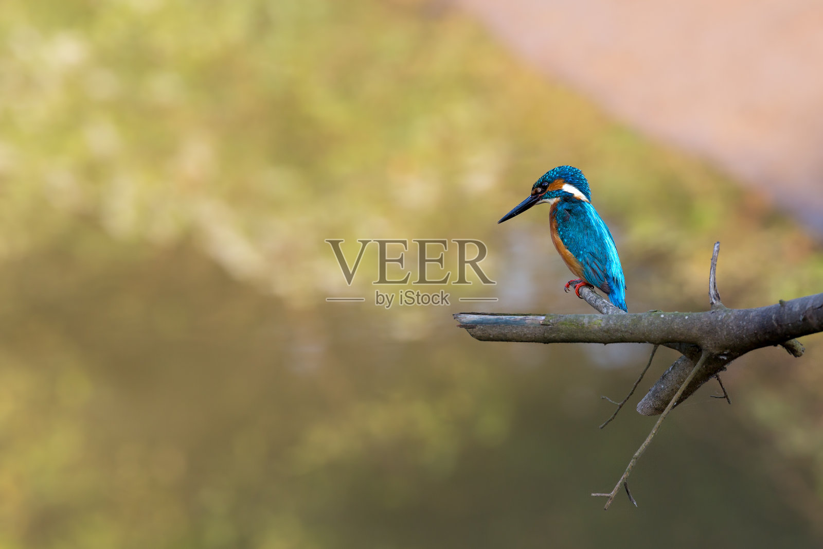 翠鸟栖息在一条河的树枝上，印度果阿南部照片摄影图片