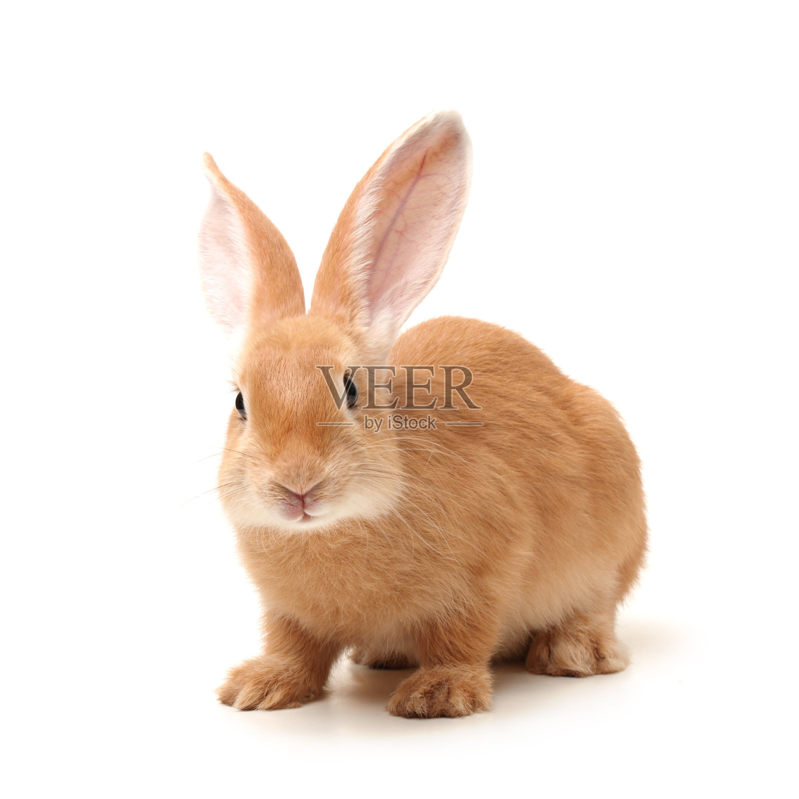 兔子孤立在白色背景照片摄影图片