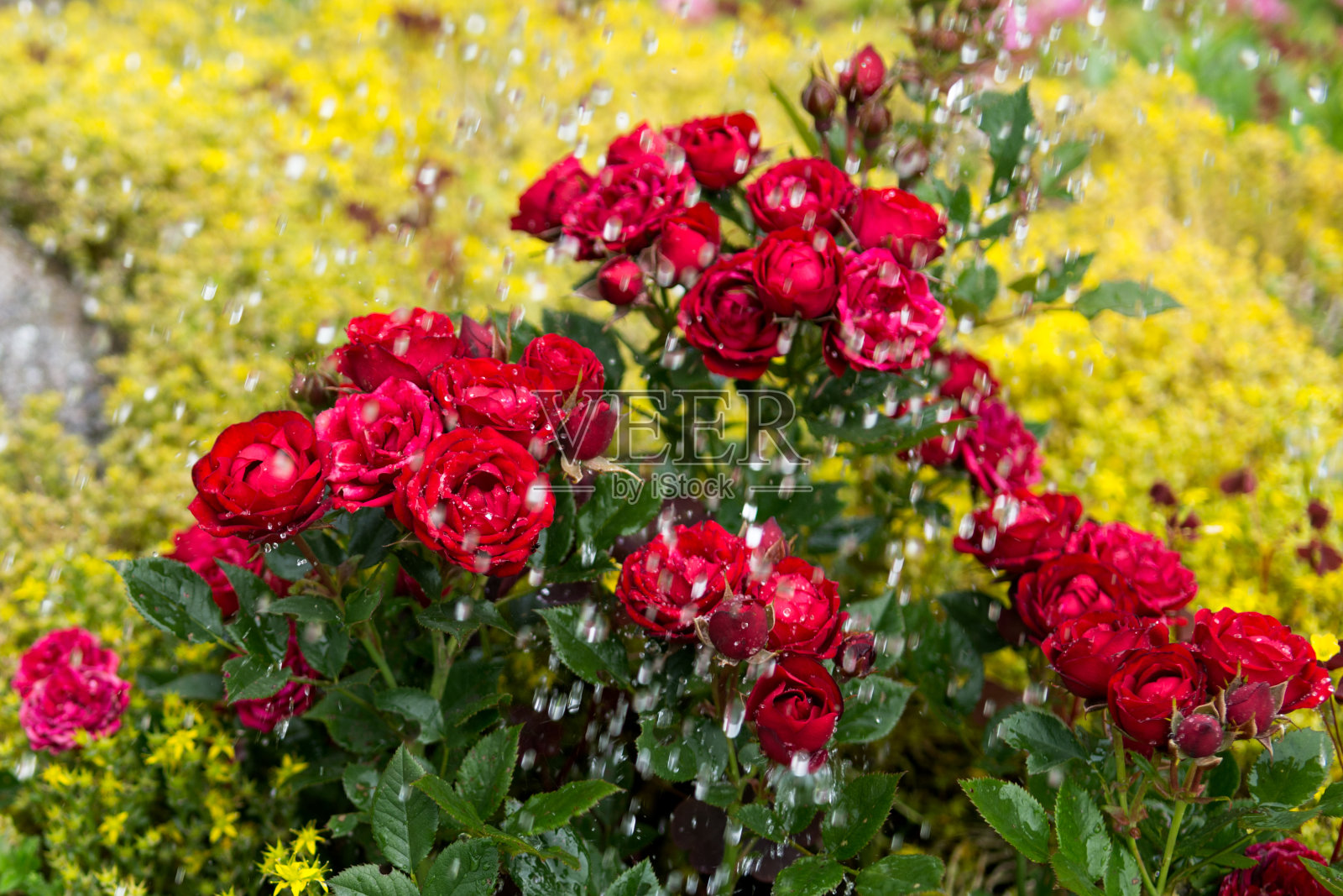 黄色小植物的背景中有一丛红玫瑰照片摄影图片