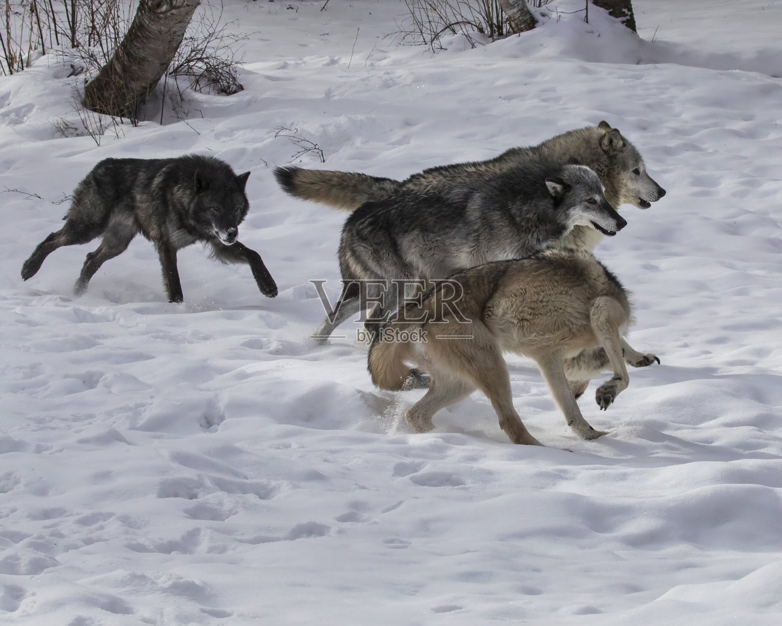 狼群在雪地里照片摄影图片