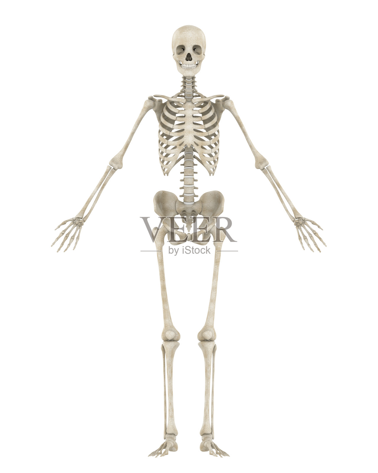 人体骨骼解剖分离照片摄影图片