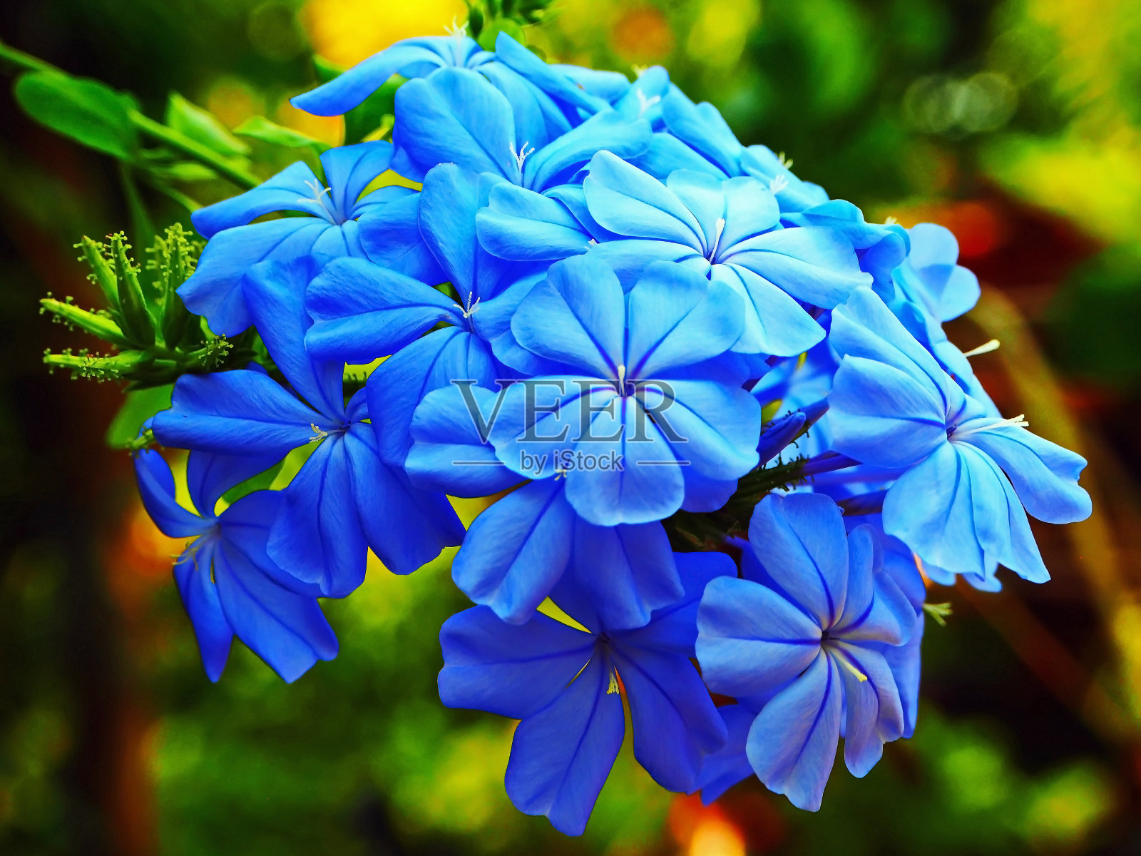 美丽的蓝色花朵照片摄影图片