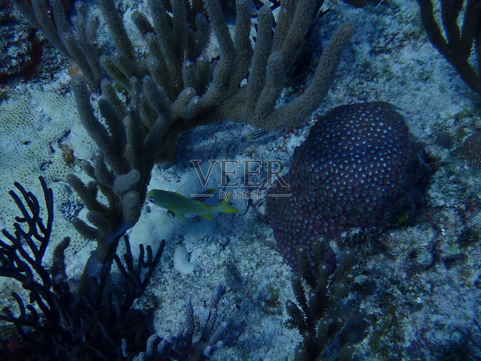 加勒比海珊瑚礁生物照片摄影图片