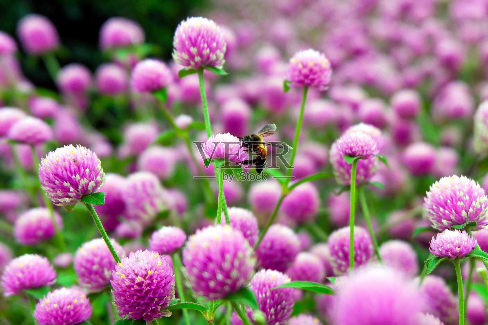 明亮的紫色花朵和一只蜜蜂照片摄影图片