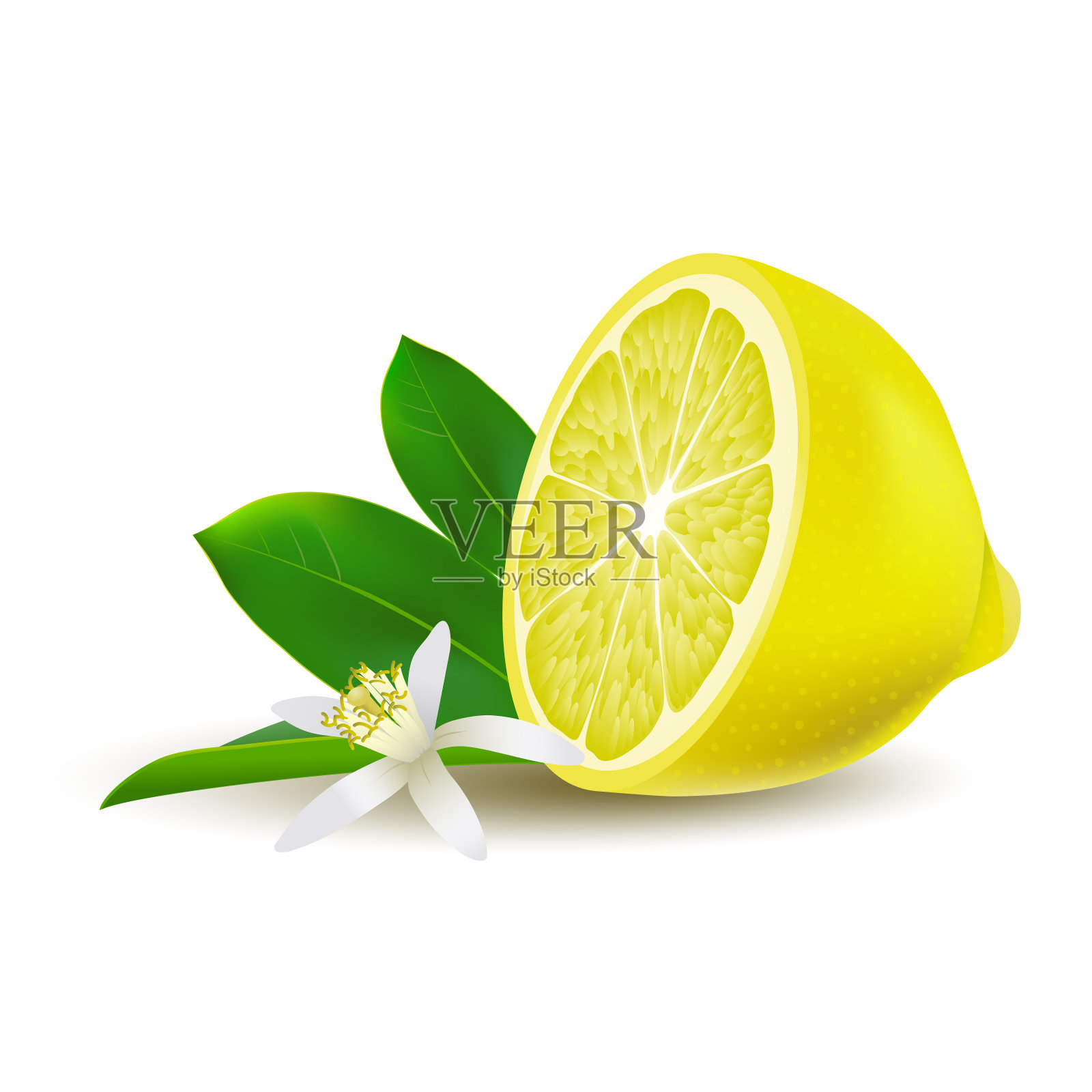 孤立的黄色柠檬的一半，多汁的白色花，绿色的叶子和阴影在白色的背景。现实的。插画图片素材