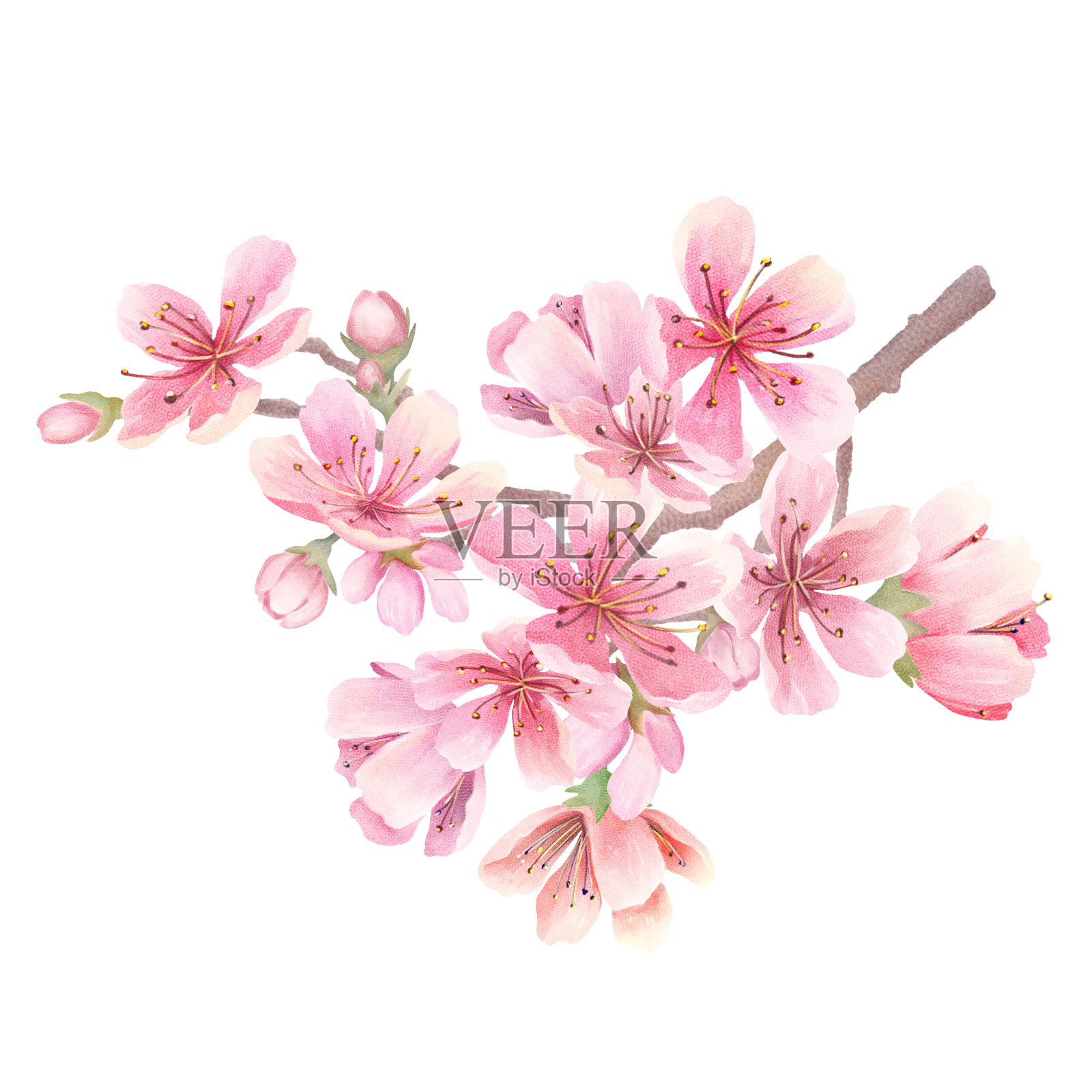 樱花水彩设计元素图片