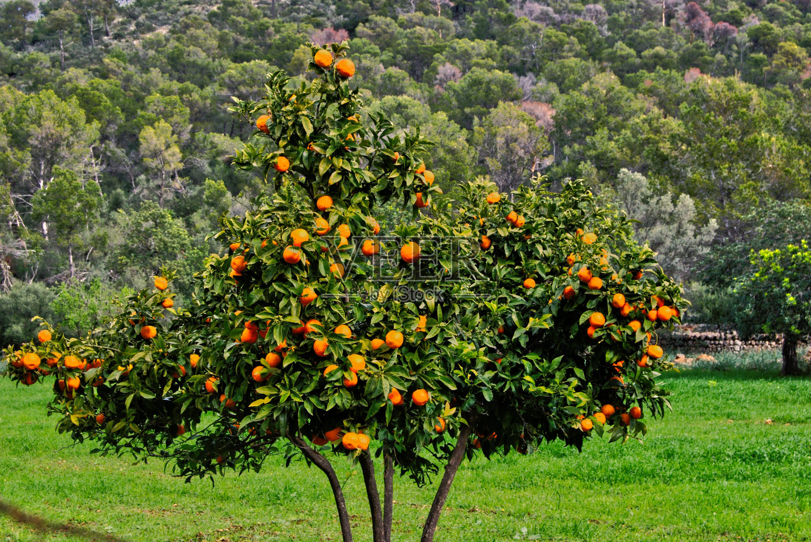 橘子树与森林照片摄影图片