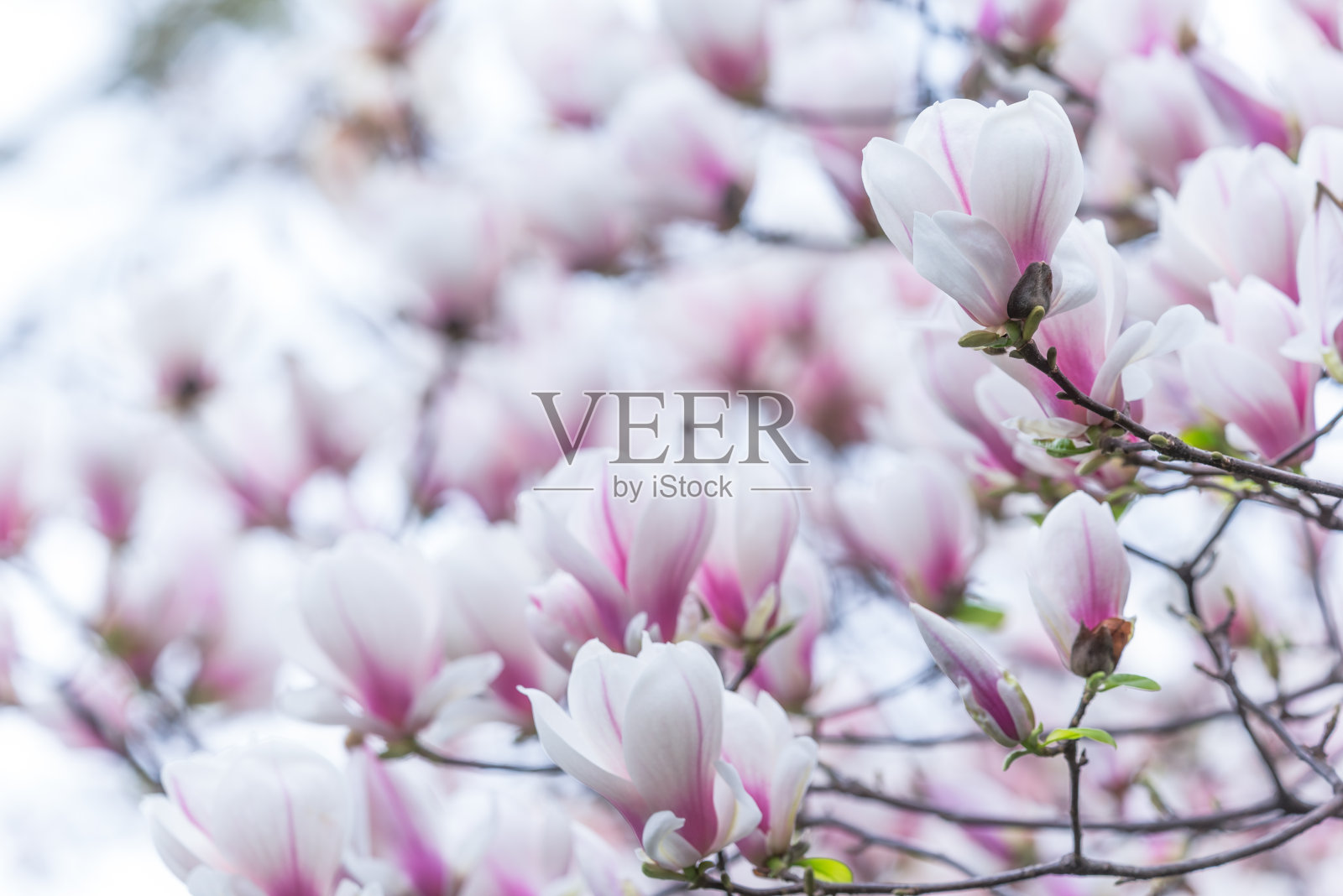 白玉兰在春天开花照片摄影图片