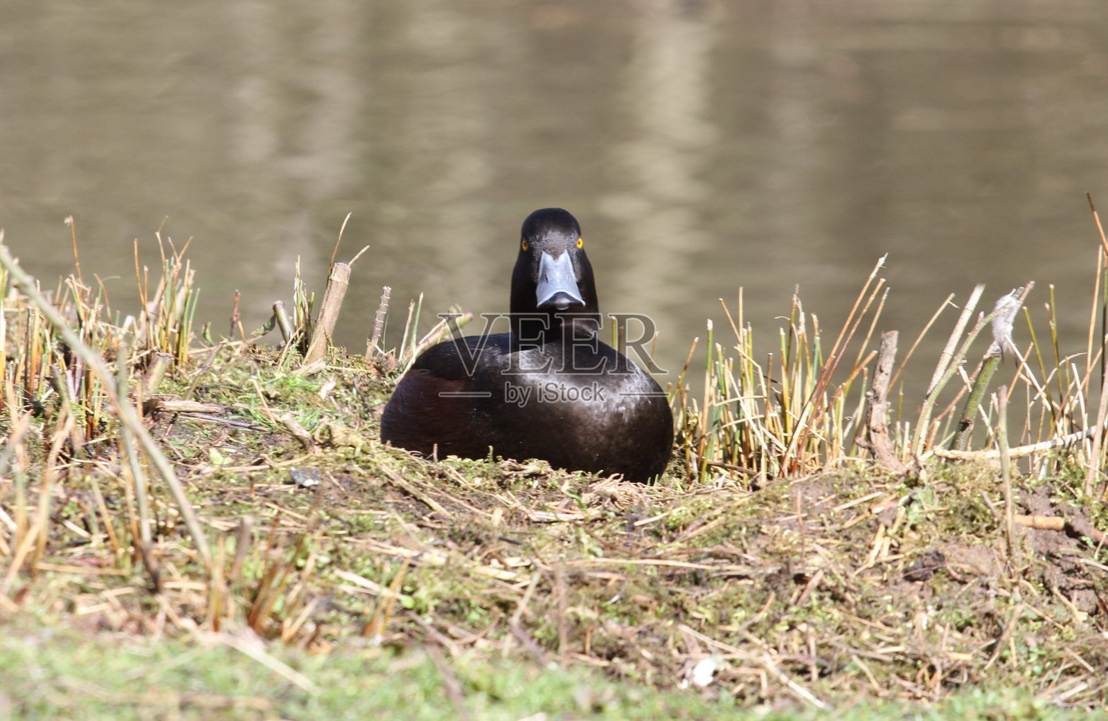 雌簇鸭在池塘边休息照片摄影图片