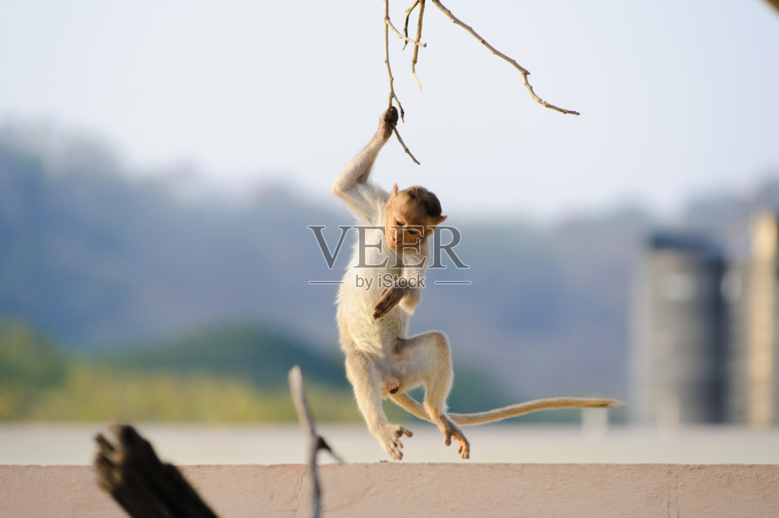 一只动作敏捷的猴子紧紧抓住树枝照片摄影图片