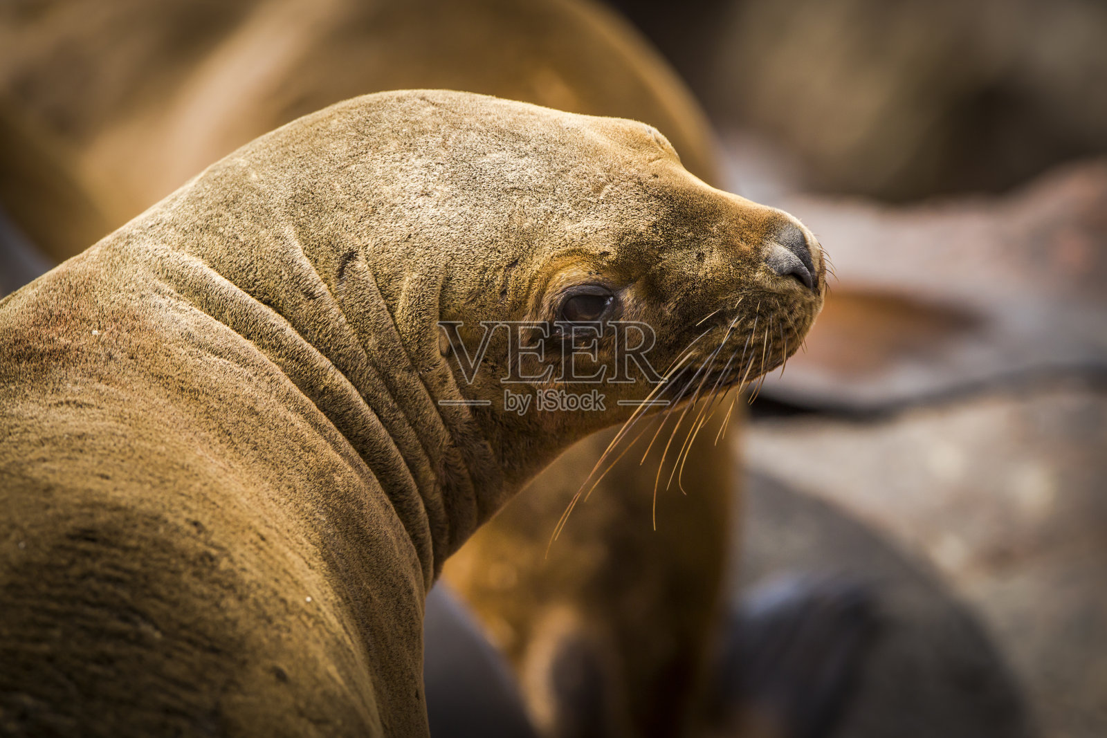 南美海狮照片摄影图片