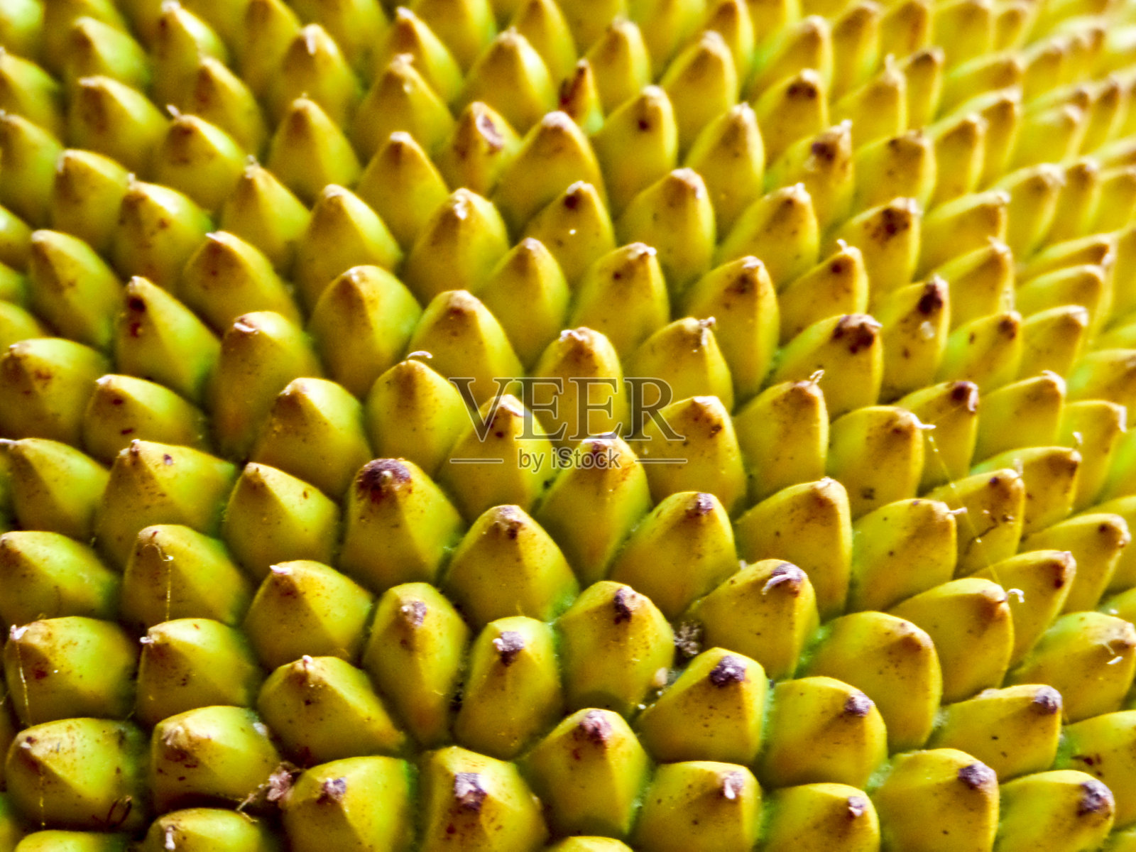 菠萝蜜成熟表面模糊了菠萝蜜的背景照片摄影图片