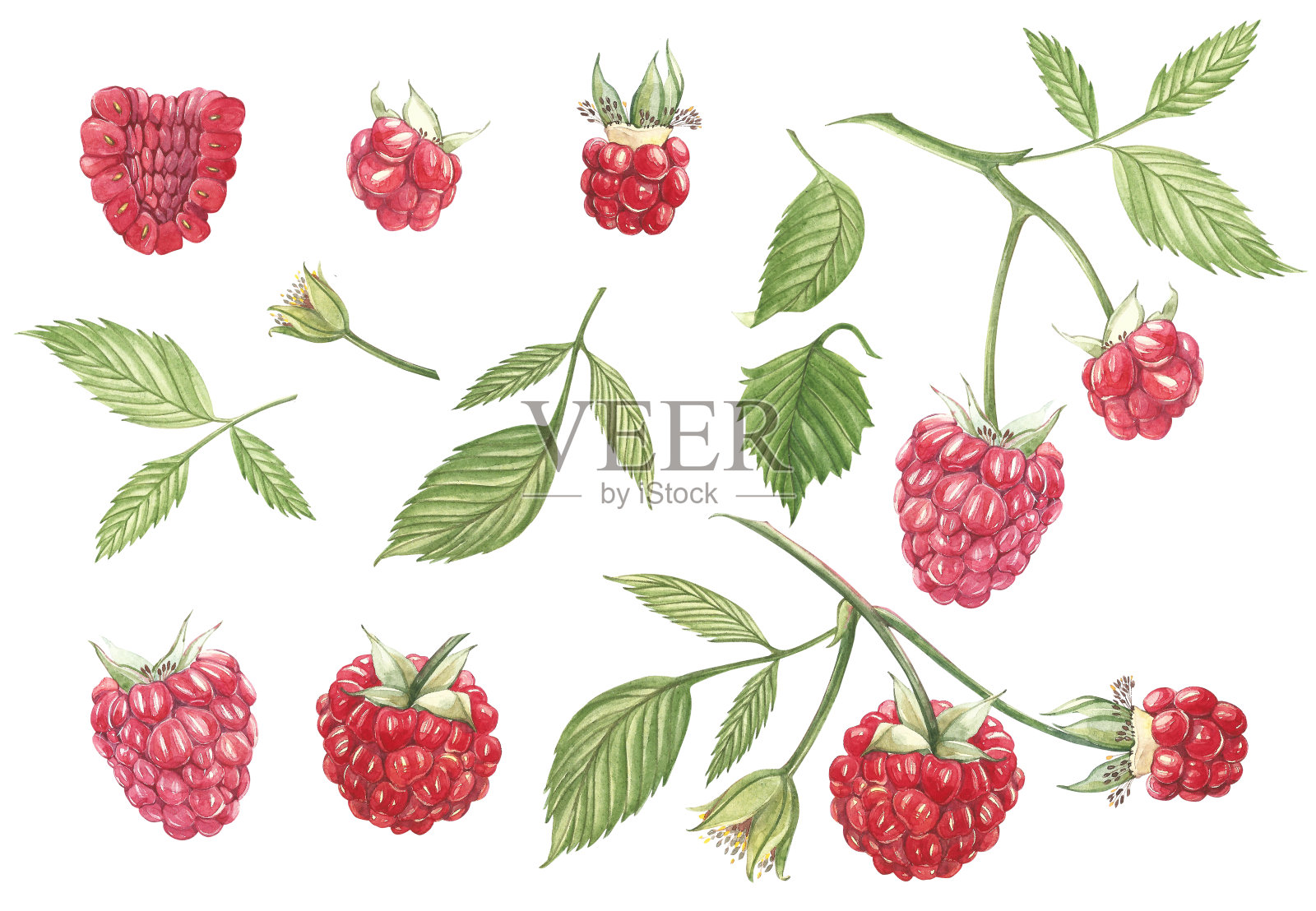 手绘水彩画树莓在白色的背景。植物插图。插画图片素材