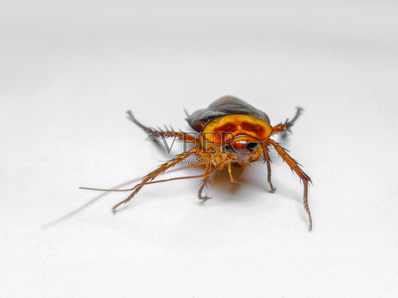 蟑螂，美洲蟑螂，昆虫，白色背景，棕色照片摄影图片