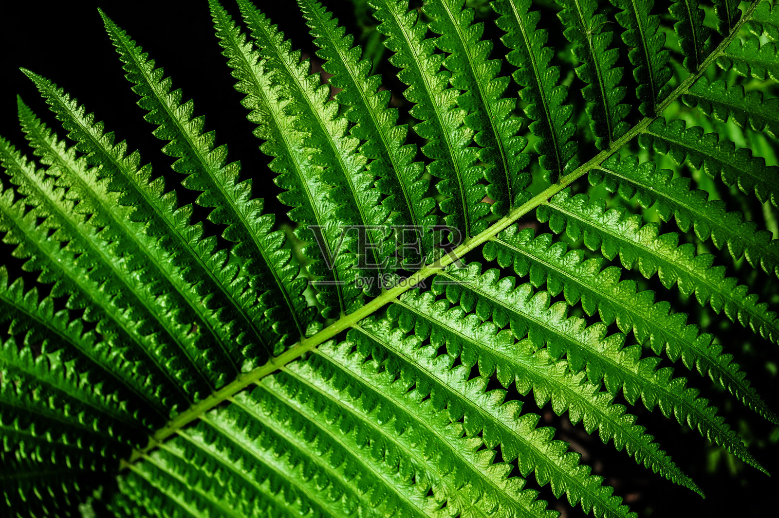 热带蕨类植物的叶子照片摄影图片