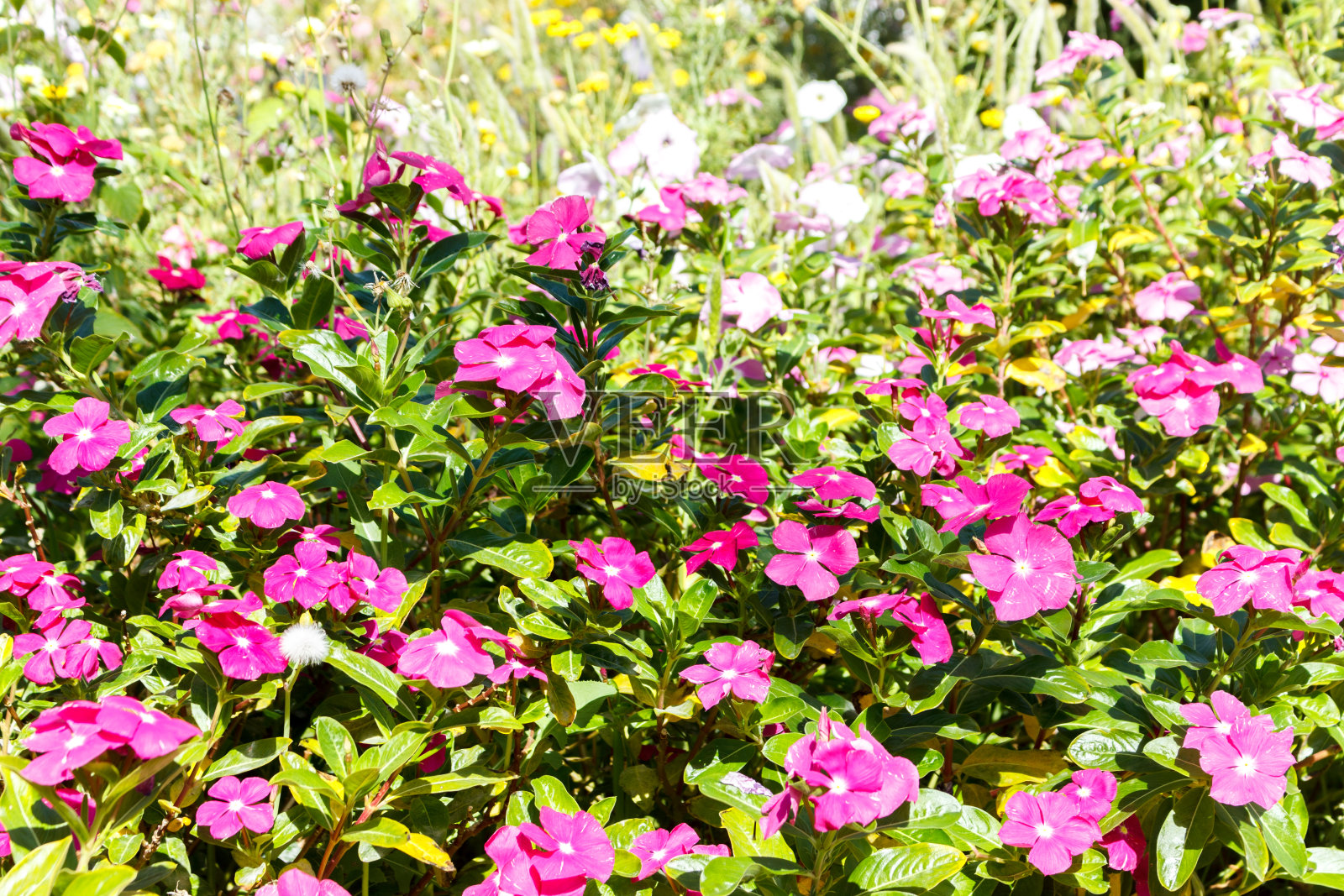 粉蓝色天竺葵花背景，花园背景照片摄影图片