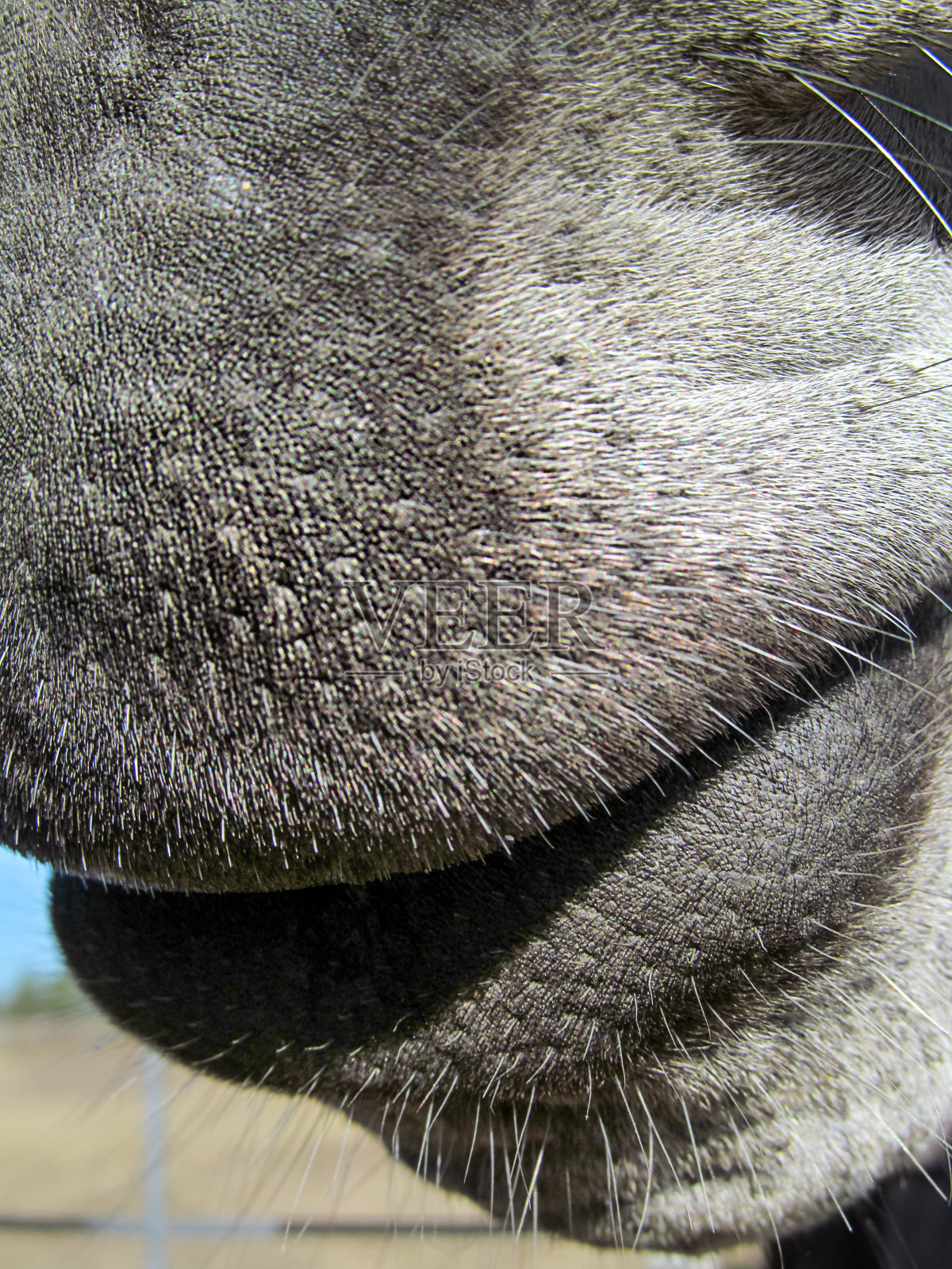 驴的嘴唇-特写视图。照片摄影图片