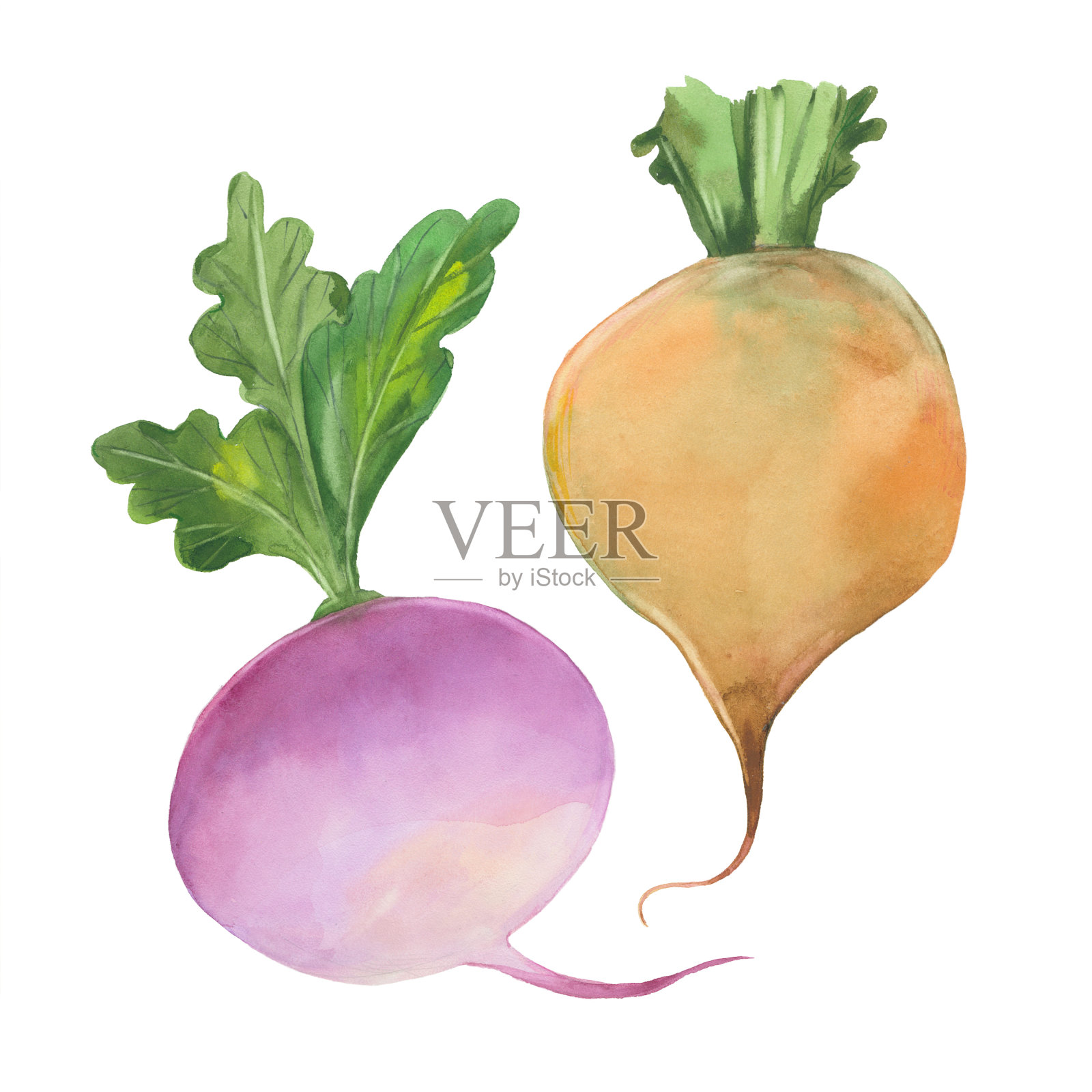 两个成熟的萝卜插画图片素材