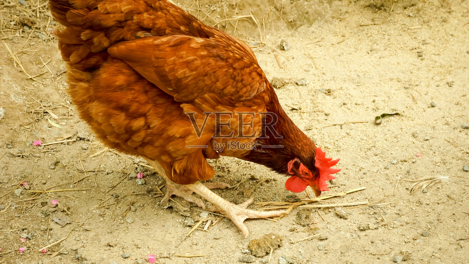 传统放养家禽农场的鸡只照片摄影图片